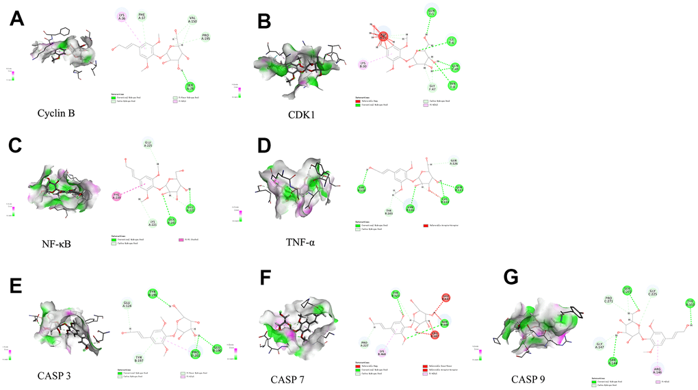 Molecular docking of syr with 7 proteins. (A) Cyclin B, (B) CDK1, (C) TNF-α, (D) NF-κB, (E) CASP3, (F) CASP7, and (G) CASP9 respectively.