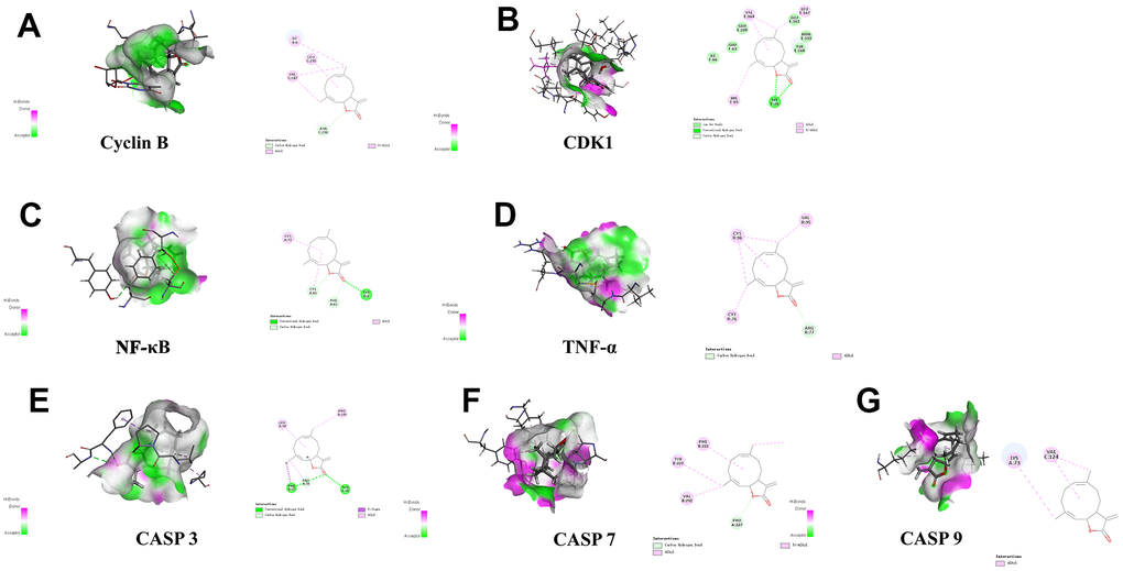 Molecular docking of cos with 7 proteins. (A) Cyclin B, (B) CDK1, (C) TNF-α, (D) NF-κB, (E) CASP3, (F) CASP7, and (G) CASP9 respectively.
