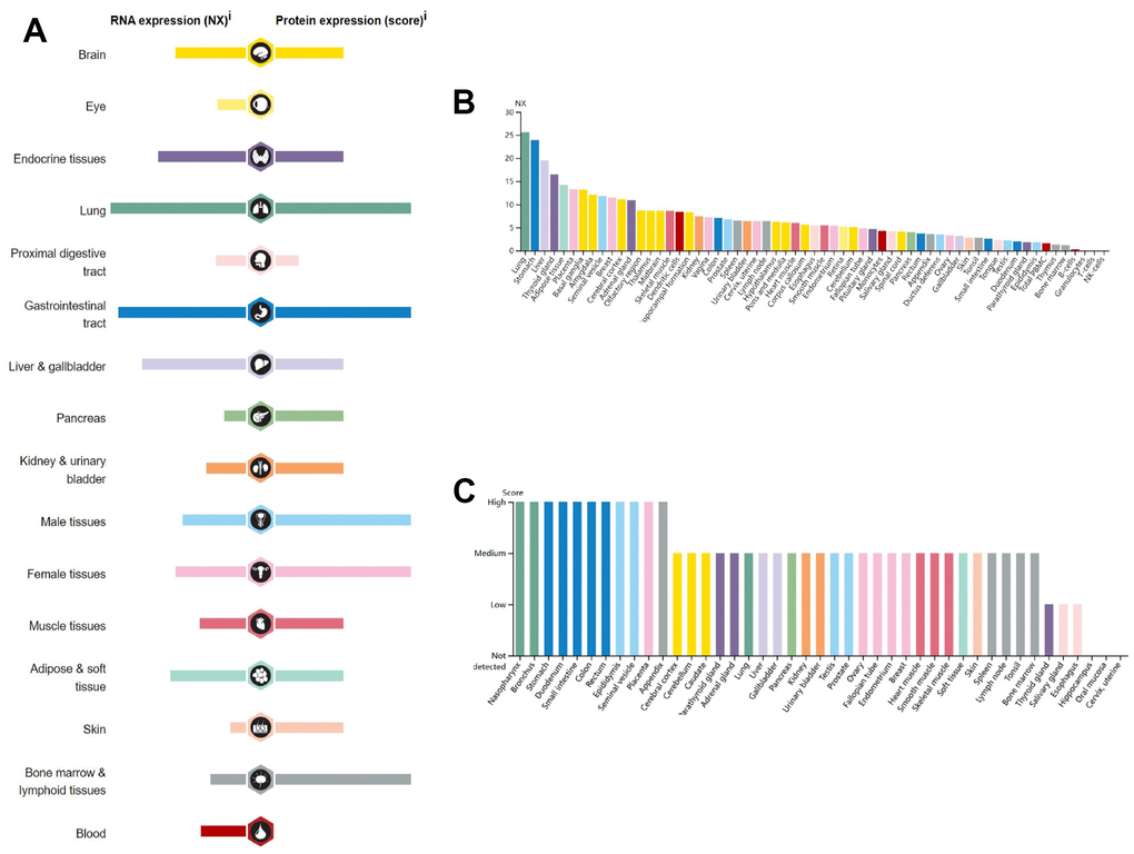 RNA and protein expression profile for GPER1 in different human organs and tissues present by HPA. (A) GPER1 RNA and protein expression summary in different human organs and tissues; Summary of RNA and protein expression information produced within the Human Protein Atlas initiative. Examined tissues are categorized into groups with color-coded distinctions based on shared functional attributes. (B) GPER1 RNA expression summary in different human organs and tissues based on consensus dataset; The unified dataset comprises normalized expression (nTPM) levels for 55 distinct tissue types, achieved through the integration of HPA and GTEx transcriptomics datasets via an internal normalization process. The utilization of color codes corresponds to tissue groupings, with each group comprising tissues sharing common functional attributes. (C) GPER1 protein expression summary in different human organs and tissues. For every one of the 44 tissues, protein expression information is displayed. Color classification is rooted in tissue groups, where each group is composed of tissues that share common functional characteristics.