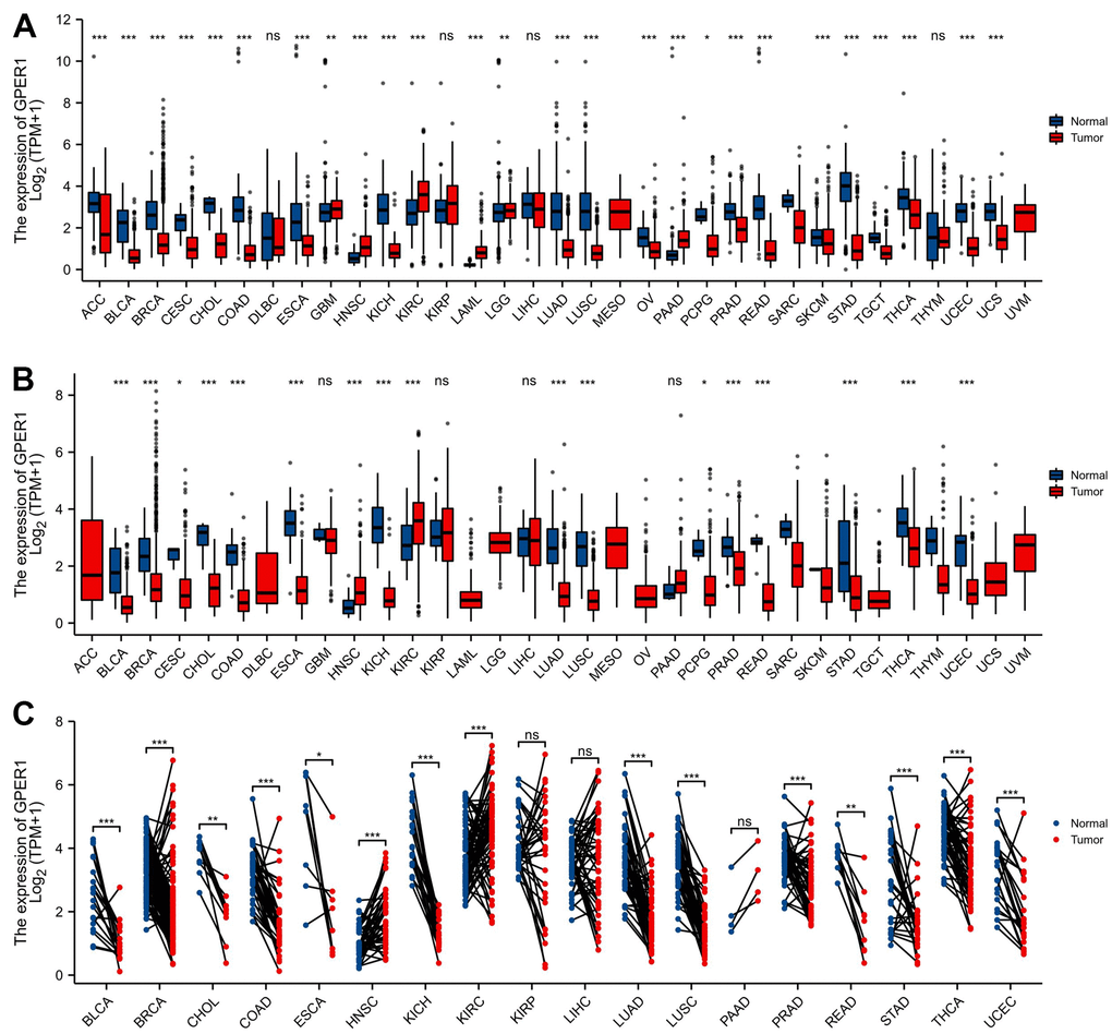 The expression of GPER1 mRNA in pan-cancer. (A) Pan-cancer expression of GPER1 between tumor and normal tissues in unpaired sample analysis; (B) Pan-cancer expression of GPER1 between tumor and paracancerous tissue in unpaired sample analysis; Based on publicly available data, molecular distinctions across diverse pan-cancer datasets are directly analyzed to perform comparative analysis between the tumor group and the normal (adjacent) group. (C) Paired sample analysis of GPER1 between tumor and normal tissues in BLCA, BRCA, CHOL, COAD, ESCA, HNSC, KICH, KIRC, KIRP, LIHC, LUAD, LUSC, PAAD, PRAD, READ, STAD, THCA and UCEC. Each line represents a paired sample, namely the normal (adjacent) versus tumor samples selected from the available public data. The more consistent and inclined the trend direction of the lines, the more pronounced the differences between the two groups. Wilcoxon rank sum test * p 