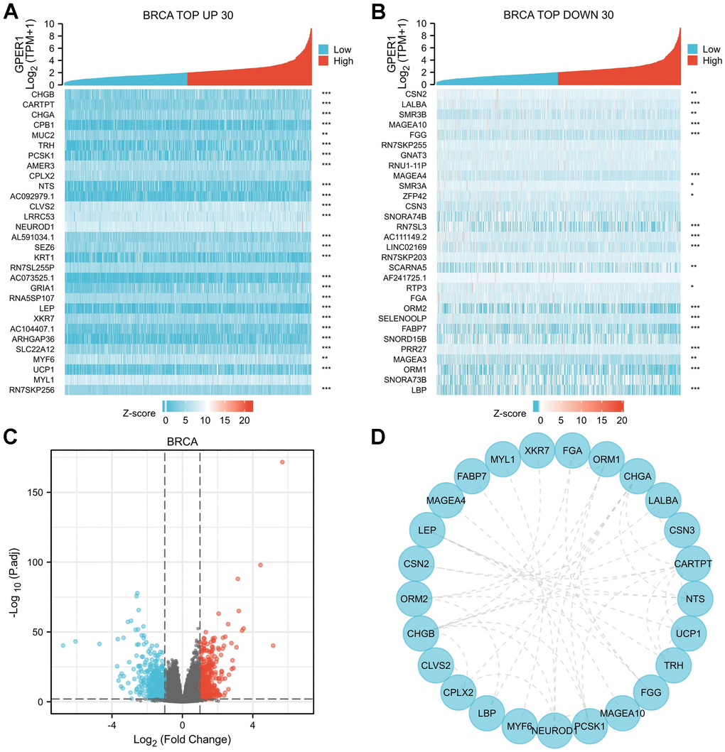 DEGs of high and low GPER1 expression in BRCA and PPI network of DEGs. (A) The heatmap of top 30 up-regulated DEGs, (B) The heatmap of top 30 down-regulated DEGs. Each square represents the expression value of other molecules after undergoing Z-score transformation across various samples (Z-score involves subtracting the mean expression value of each molecule in individual samples from its mean expression value across all samples and then dividing by the standard deviation), with color intensity indicating the absolute value of the expression level. (C) The volcano plots of DEGs between high and low GPER1 expression groups, (D) PPI network of DEGs of high and low GPER1 expression in BRCA. * p p p p” value represents the p-value obtained from the Spearman test conducted to calculate the correlation coefficient between GPER1 and the top 30 up- and downregulated genes.