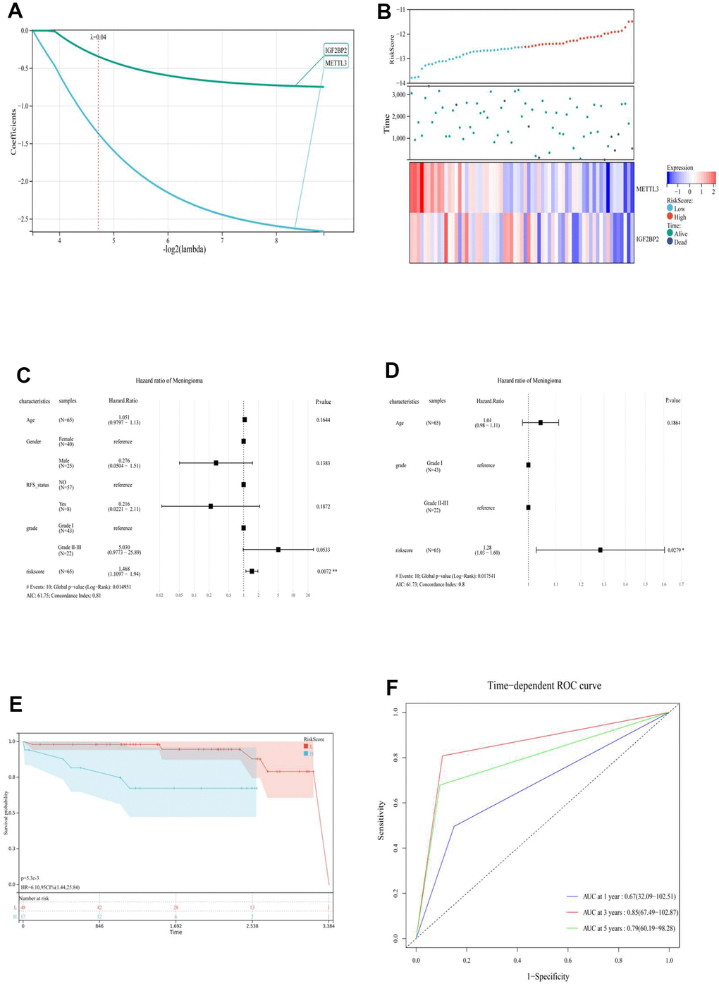 (A) LASSO Regression was applied to constructed prognostic prediction model of the m6A regulator. (B) RiskScore, survival time and status of each patient (GSE16581), and the expression of two m6A regulatory genes (IGFBP2 and METTL3). (top) RiskScore of each meningioma patient. Blue represents low risk and red represents high risk. (Middle) The survival time and status of each patient with meningioma. (Bottom) The heat map showed the expression of two m6A regulatory genes (IGFBP2 and METTL3) in each patient with meningioma. Blue to red indicated the expression of m6A regulatory genes from low to high expression. Univariate (C) and multivariate (D) Cox regression analysis to develop the risk scores in meningioma. (E) Kaplan-Meier curve analysis of high-risk group and low risk group. (F) ROC curve showing the supporting the performance of prognostic prediction model. ROC, receiver operating characteristic; L, low risk score group. H, high risk score group.