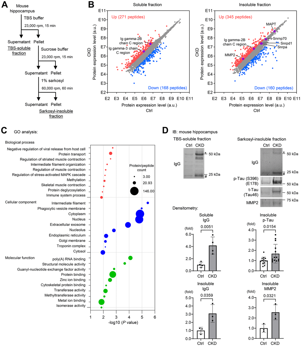 Soluble and insoluble-proteomic analyses of mouse hippocampus reveal the increase in a subset of proteins associated with BBB breakdown and Alzheimer’s disease in CKD. (A) Proteomic analyses using TBS-soluble and detergent-insoluble fractions of mouse hippocampus tissue lysates. We performed a mass spectrometry on the mixture of mice hippocampus tissue lysates in the CKD (n = 3) and control (n = 3) groups after a sequential biochemical extraction into TBS (salt buffer)-soluble fraction and sarkosyl (detergent buffer)-insoluble fraction. (B) Among the identified unique proteins or peptides over 7,000, we focused on upregulated (red) and downregulated (blue) DEGs in CKD when the fold changes were ≥3.0 compared to the controls. (C) The enrichment analysis of the DEGs in the insoluble fraction with the GO functional analysis revealed several pathways of interest, including “biological processes,” “cellular components,” and “molecular functions.” (D) Western blotting was performed to validate the proteomic analyses and showed that CKD increased expressions of soluble/insoluble IgG, and total and phosphorylated tau and MMP2 in the sarkosyl-insoluble (aggregated) fraction in the hippocampus. * Represents IgG heavy chain, and # represents the IgG light chain. The densitometry of IgG was determined with a mass of heavy and light chains. The densitometric analysis showed that CKD increased soluble IgG (n = 4 per group), insoluble IgG (n = 3 per group), insoluble phosphorylated tau (n = 14 per groups), and insoluble MMP2 (n = 3). Data are presented as mean ± standard deviation of the mean. Normality was assessed with the Shapiro–Wilk test. Statistical significance between the two groups was evaluated using an unpaired t test or Wilcoxon signed-rank test. When variables were nonparametric, we used the Wilcoxon signed-rank test. P 
