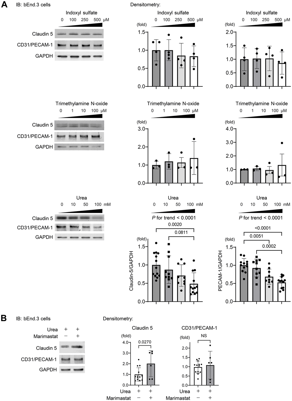 Urea activates MMP2 leading to degradation of TJPs. (A) Western blotting indicating the abundance of claudin-5 and CD31 after indoxyl sulfate (IS), trimethylamine N-oxide (TMAO), and urea treatment of bEnd.3 cells. IS and TMAO did not influence the expressions of claudin-5 and CD31, while urea suppressed both proteins dose dependently after treating bEnd.3 cells for 24 h (n = 13, 10, 9, or 12 per group, respectively). Statistical analyses among multiple groups were performed using one-way ANOVA, followed by Turkey’s post-hoc test for parametric variables or the Kruskal–Wallis test followed by Dunn’s multiple comparisons test for nonparametric variables. The Jonckheere–Terpstra trend test was used to indicate potential protein expression trends in response to a concentration gradient of uremic solutes. (B) We treated the cells with urea and a MMP inhibitor marimastat at 5 μM as the final concentration, which is the first MMP inhibitor used for clinical trials to suppress tumor growth in various cancers. Western blotting showed that the suppression of claudin-5 expression was ameliorated with marimastat, whereas CD31 expression remained unchanged (n = 13 in non-marimastat group; n = 6 in marimastat-treated group). Data are presented as mean ± standard deviation of the mean. Normality was assessed with the Shapiro–Wilk test. P 