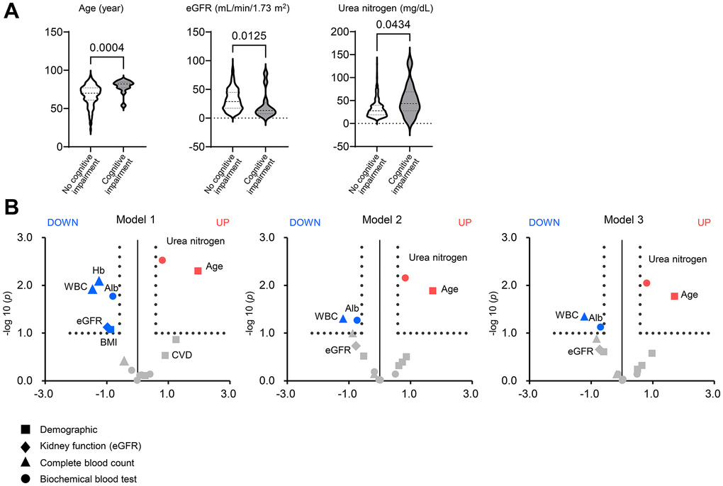 Factors associated with cognitive impairment in patients with chronic kidney disease. (A) Violin plots of age, eGFR, and urea nitrogen showing differences between patients with and without cognitive impairment in the two CKD cohorts consisting of 980 adults. The bold or thin dashed lines indicate medians or inter-quartile ranges. Normality was assessed with the Shapiro–Wilk test. Statistical significance between the two groups was evaluated using the Wilcoxon signed-rank test. (B) The volcano plot graphs show the associations of the demographic (square), kidney function (eGFR; diamond), complete blood count (triangle), and biochemical data (circle) including serum urea nitrogen with a risk of cognitive impairment in patients with chronic kidney disease (CKD). Using the two CKD cohorts, we performed univariate and multivariable logistic regression analyses. The horizontal line indicates that the threshold of odds ratios (ORs) was 1.5, and the vertical line indicated that the threshold of P value of logistic regression models was 0.1. Red spots represent factors increasing the risk of cognitive impairment, and blue spots represent factors mitigating cognitive impairment. Model 1: univariate (left). Model 2: adjusted for age and sex (middle). Model 3: Model 2 plus BMI, diabetes mellitus, and cardiovascular disease. BMI, body mass index; CKD, chronic kidney disease; OR, odds ratio.