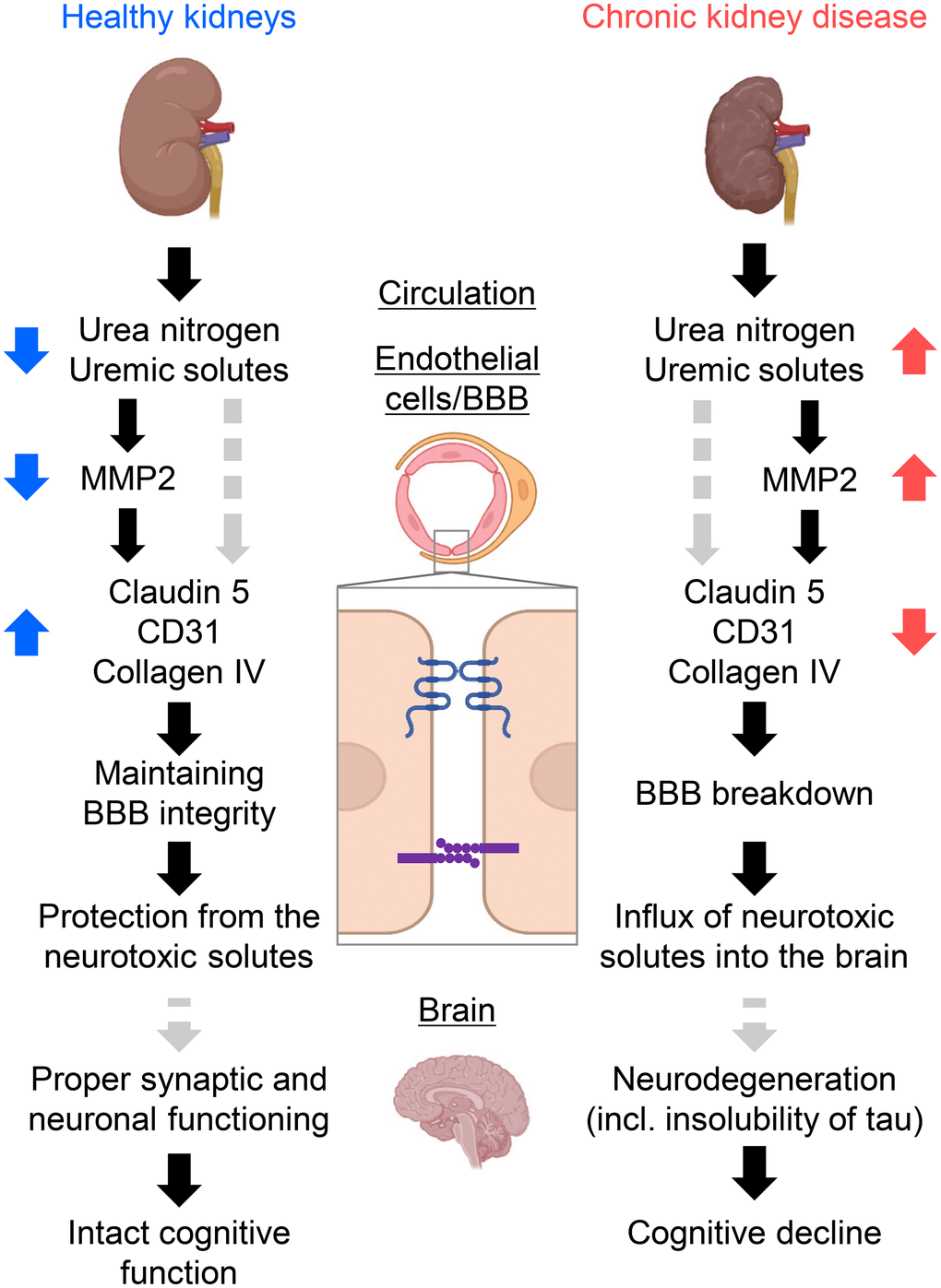 Schematic summary of the study forming the kidney–brain axis. Healthy kidneys sufficiently filtrate and excrete uremic solutes and toxins into urine. Thus, expressions of tight-junction proteins (TJPs) and adherens-junction proteins were sustained, offering fine tuning of the blood–brain barrier (BBB) and proper synaptic and neuronal functioning. Subsequently, the influx of neurotoxic solutes due to BBB opening causes neurodegeneration. The accumulation of insoluble tau or RNA-binding proteins similar to Alzheimer’s disease might result in cognitive decline in CKD. CKD, chronic kidney disease; MMP2, matrix metalloproteinase-2. Created with BioRender.com.