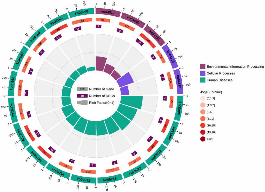 Circular diagram illustrating the KEGG enrichment analysis. The first circle represents the enriched KEGG IDs. The second circle represents the number of genes associated with different KEGG:ID pathways, with different colors indicating the level of gene enrichment. The third circle represents the number of genes enriched in each pathway. The fourth circle represents the proportion of genes. The darker the color of the p-value, the more significant the difference, and the change in color from light to dark indicates a transition from insignificance to significance.