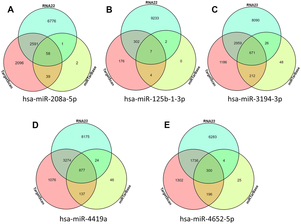 miRNA target gene prediction. (A) hsa-miR-208a-5p predicted target gene; (B) hsa-miR-125b-1-3p predicted target gene; (C) hsa-miR-3194-3p predicted target gene; (D) hsa-miR-4419a predicted target gene; (E) hsa-miR-4652-5p predicted target gene.