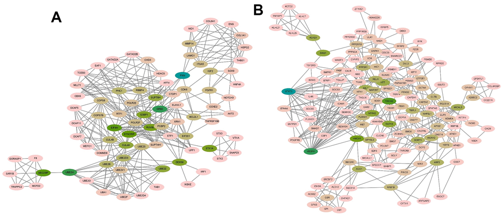 The module identified from the PPI network using the MCODE method (1). (A) Module 1 with an MCODE score of 8.321. (B) Shows module 2 with an MCODE score of 7.868.