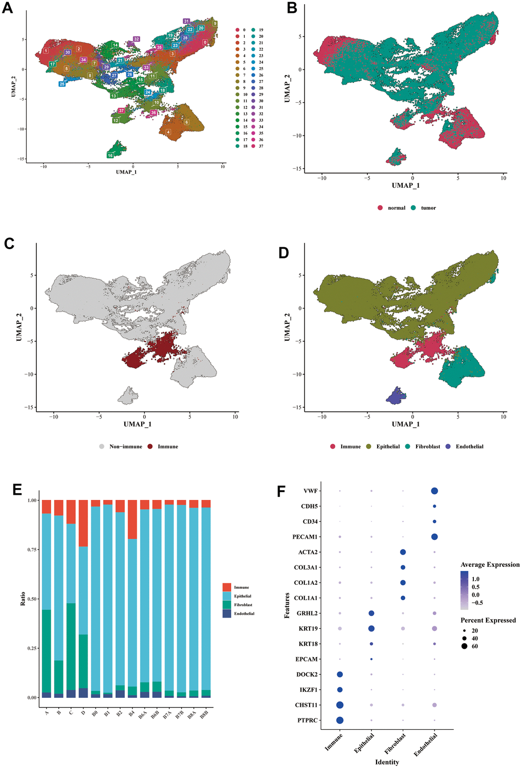 Single-cell expression profile of BLCA. (A) Dimensionality reduction clustering analysis of the whole cell in the BLCA samples. A total of 38 clusters were separated by different colors. (B) UMAP dimensionality reduction diagram showed the distribution of cells from tumor samples and normal samples. (C) Annotation of the immune cells cluster using the specific marker of PTPRC (CD45). (D) Annotations of epithelial cells, fibroblasts, and endothelial cells were shown in the form of UMAP diagram. (E) The proportion of each main cell type in different samples. (F) The bubble diagram showed the marker expression of each cell type. Epithelial cell markers: EPCAM, KRT18, KRT19, GRHL2; fibroblast markers: COL1A1, COL1A2, COL3A1, ACTA2; endothelial cell markers: PECAM1, CD34, CDH5, VWF.