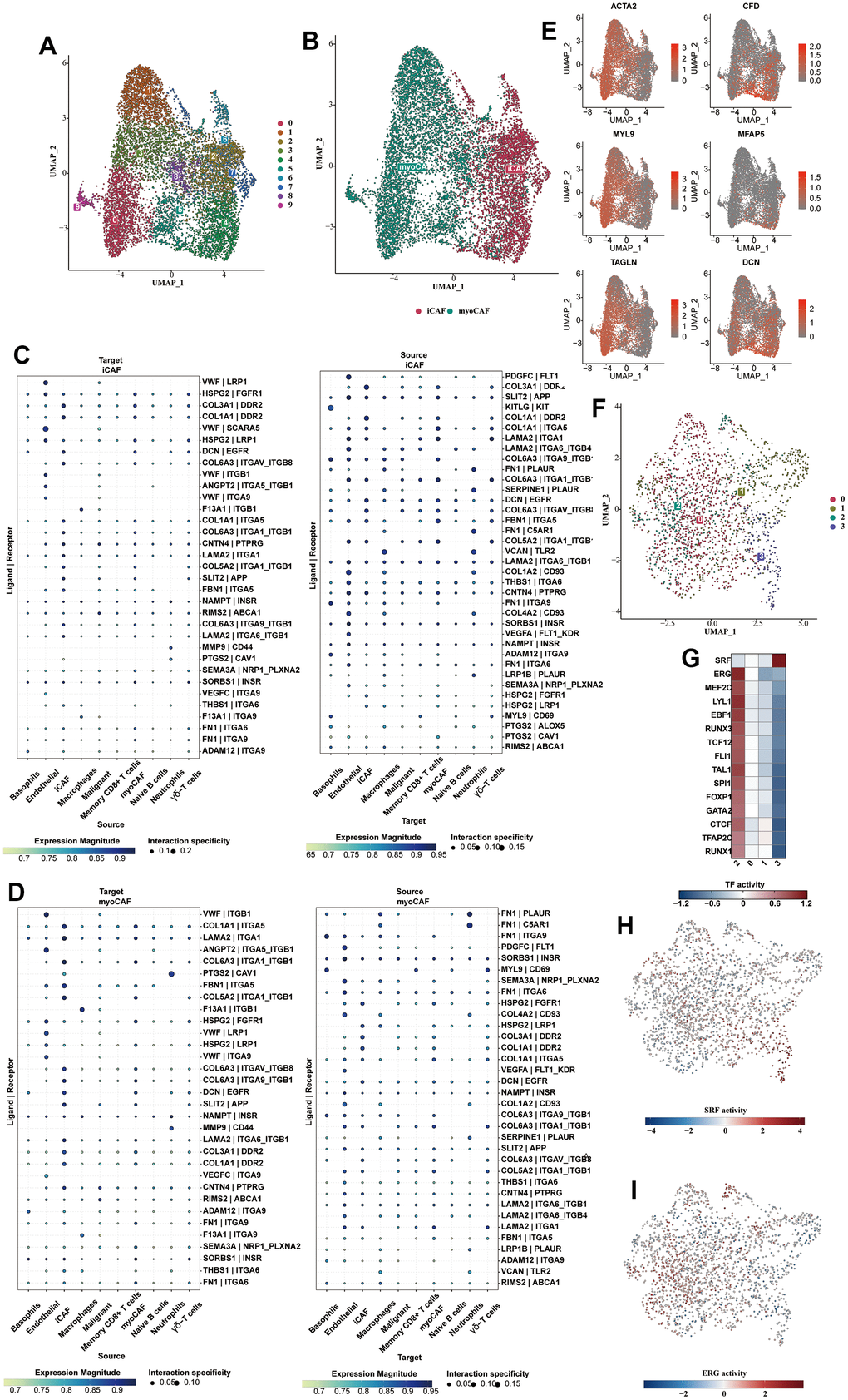 Subclassification analysis of fibroblasts and endothelial cells. (A) Ten clusters of fibroblasts were shown in the form of a UMAP diagram. (B) The distribution of myofibroblasts and inflammatory fibroblasts in the whole fibroblast population. (C) The bubble plot showed the cell communication analysis results of iCAFs with different cell types. (D) The bubble plot showed the cell communication analysis results of myo-CAFs with different cell types. (E) The myofibroblast markers (αSMA, TAGLN, MYLK, MYL9) and iCAFs-specific inflammatory marker genes (CFD, MFAP5, DCN) were shown in the form of bubble map. (F) Subclustering of the endothelial cells. (G) The heat map showed the enriched transcription factors of various endothelial cell types. (H) The transcriptional activity of SRF in different cell types was shown on the UAMP plot. (I) The transcriptional activity of ERG in different cell types was shown on the UAMP plot.