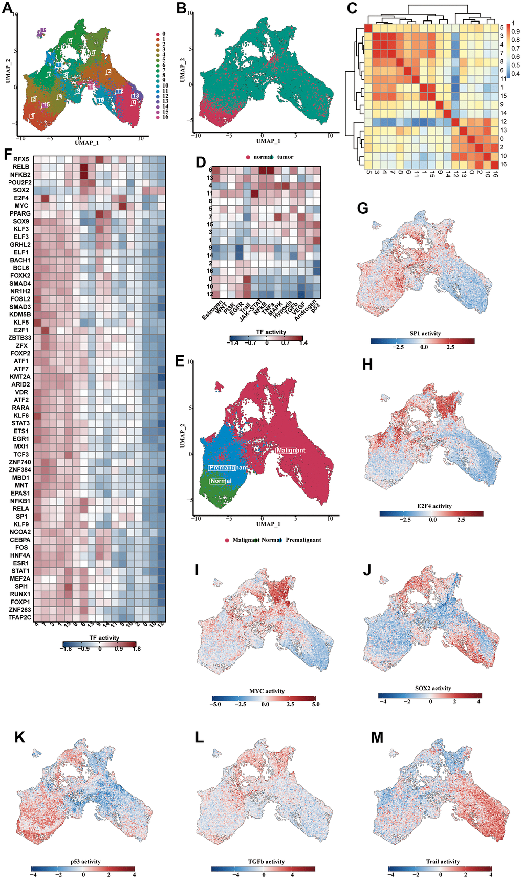 Analysis of subclassification of epithelial cells. (A) The UMAP diagram showed the 17 subclusters of the epithelial cells. (B) The UMAP diagram showed the distribution of normal and tumorous cells in the whole epithelial population. (C) The correlation heat map showing the correlative relationship between different subclusters. (D) The TF enrichment analysis results, shown in the form of heat map. (E) The UMAP diagram showing the distribution of normal, premalignant and malignant cells in the whole cell population. (F) The enrichment heat map showing the predicted activity of transcription factors in different subclusters. (G–J) The predicted activity of SP1 (G), E2F4 (H), MYC (I), SOX2 (J) in each of the subclusters, shown in the form of UMAP map. (K–M) The activity of the dominant functional pathways, including p53 (K), NFkB (L), Trail (M), in each epithelial cell subcluster.