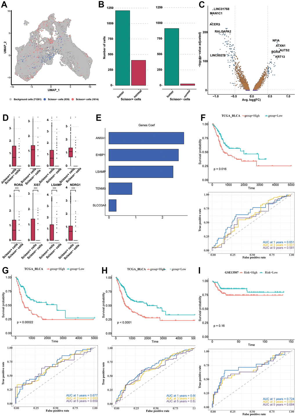 Construction and verification of the prognostic model. (A) The UMAP diagram showing the classification of positive, negative cells and background cells. (B) The column plot showing the composition of positive and negative cells. (C) The DEGs analyzed from positive cells and negative cells, shown in the form of the volcano plot. (D) The expression levels of the 8 prominent DEGs in the positive and negative cells. (E) The five model genes (SLCO3A1, ANXA1, TENM3, EHBP1, LSAMP) and their co-efficient. (F–I) The survival analysis and ROC curve analysis in all seven utilized datasets. TCGA-BLCA (F–H); GSE13507 (I).