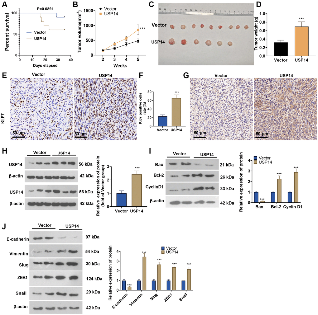 Overexpressing USP14 increased EC cell growth in vivo. USP14 overexpression plasmids were introduced into HEC-1-B cells through transfection, and a xenograft tumor model was established. (A) The survival rate of mice in the two groups is shown. (B) Tumor volumes in the nude mice. (C) Tumor images. (D) Tumor weight. (E, F) IHC was conducted to detect KI67 expression, and the KI67-positive cell rate was calculated. (G, H) IHC and WB were conducted to detect USP14 expression. (I, J) The apoptosis- and EMT-associated protein levels in tumor tissues were determined by WB. ***represents P 