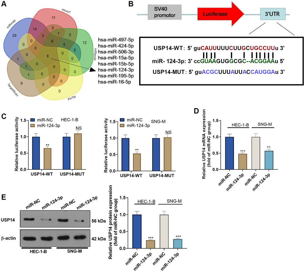 miR-124-3p targeted and repressed USP14. (A) StarBase was employed to analyze the upstream miRNAs of USP14, and a Venn diagram was adopted to analyze the USP14-targeted miRNAs shared by miRmap, microT, miRanda, PicTar, and TargetScan. (B) The binding sites between miR-124-3p and USP14. (C) The targeting correlation between miR-124-3p and USP14 was verified by dual-luciferase reporter assay. (D, E) miR-124-3p mimics were transfected into EC cells, and USP14 mRNA and protein expression was assessed. NS, **, ***represent P > 0.05, P P N = 3.