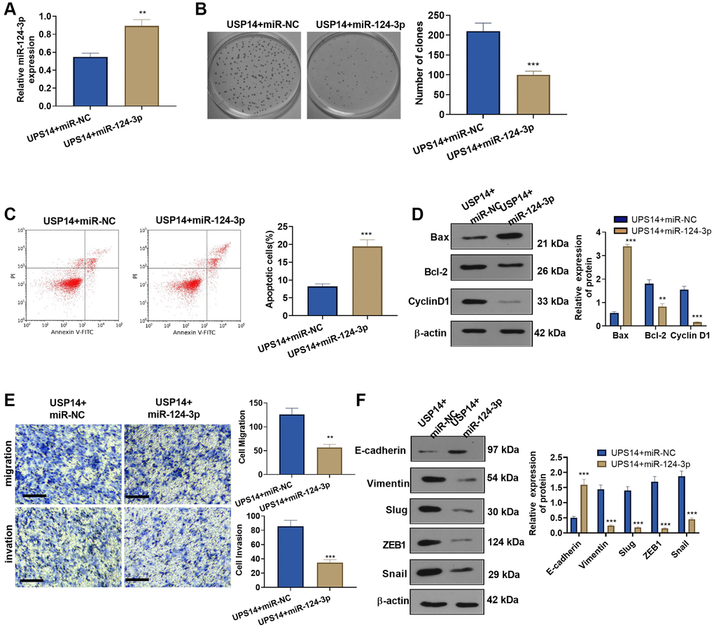 Overexpressing miR-124-3p reversed USP14-mediated oncogenic function. (A) miR-124-3p mimics or miR-NC were transfected into USP14-overexpressing HEC-1-B cells, and qRT-PCR was used to check the miR-124-3p profile. (B) The colony formation experiment verified the colony formation of HEC-1-B and SNG-M cells. (C) FCM was implemented to verify EC apoptosis. (D) Bcl-2, Bax, and Cyclin D1 protein profiles were compared by WB. (E) Transwell assays were used to test EC cell migration and invasion. (F) The levels of E-cadherin, Vimentin, Snail1, ZEB1, and Slug were tested by WB. **, ***indicate P P N = 3.