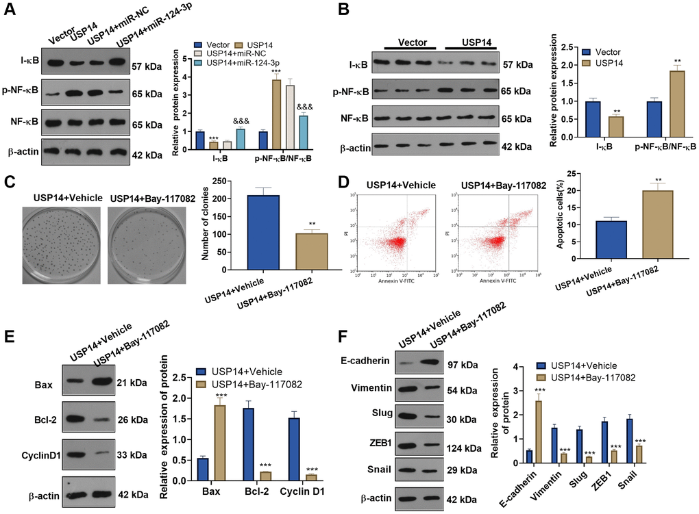 USP14 activated the NF-κB pathway and mediated EMT. (A) USP14 overexpression plasmids and/or miR-124-3p mimics were transfected into HEC-1-B cells, and the profiles of I-κB and NF-κB in EC cells were examined by WB. ** and ***represent P P &&&indicates P B) The levels of I-κB and NF-κB in tumors were detected by WB, **indicates P C) USP14-overexpressing cells were treated with BAY-1170829 (2 μM) to test the colony formation of HEC-1-B cells. (D) FCM was used to track EC apoptosis. (E) The protein profiles of Bcl-2, Bax, and Cyclin D1 were monitored by WB. (F) The levels of E-cadherin, Vimentin, Snail1, ZEB1, and Slug were compared by WB. ** and ***represent P P N = 3.