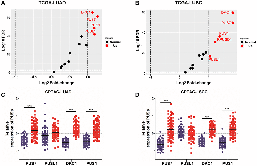 The expression analysis of PUSs in NSCLC. (A) The fold-change of 13 pseudouridine synthases in LUAD between cancer and normal tissues based on TCGA database; (B) The fold change of 13 pseudouridine synthases in LUSC between cancer and normal tissues based on TCGA database; (C) The protein expression of PUS1, PUS7, PUSL1 and DKC1 between normal tissue and primary tissue in LUAD was analyzed based on the CPTAC database; (D) The protein expression of PUS1, PUS7, PUSL1 and DKC1 between normal tissue and primary tissue in LSCC was analyzed based on the CPTAC database. *P **P ***P 