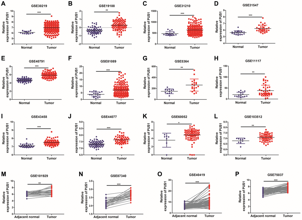 The expression of PUS1 in NSCLC is based on multiple databases. (A–L) The mRNA expression of PUS1 between normal tissue and primary tissue in NSCLC was analyzed based on GEO datasets (GSE30219, GSE19188, GSE31210, GSE31547, GSE40791, GSE81089, GSE5364, GSE11117, GSE43458, GSE44077, GSE60052, and GSE103512); (M–P) The expression of PUS1 in lung cancer and its matched adjacent normal tissues was obtained from GEO datasets. (GSE101929, GSE87340, GSE40419, and GSE75037). *P **P ***P 