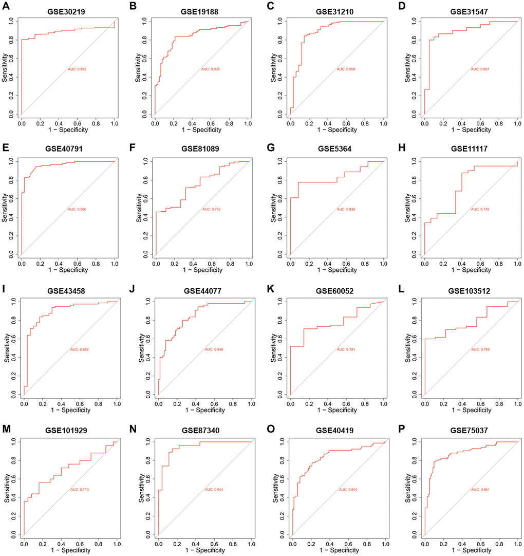 The ROC analysis of PUS1 in NSCLC is based on multiple databases. (A–P) The ROC analysis of PUS1 between normal tissue and primary tissue in NSCLC was analyzed based on GEO datasets. (GSE30219, GSE19188, GSE31210, GSE31547, GSE40791, GSE81089, GSE5364, GSE11117, GSE43458, GSE44077, GSE60052, GSE103512, GSE101929, GSE87340, GSE40419 and GSE75037).