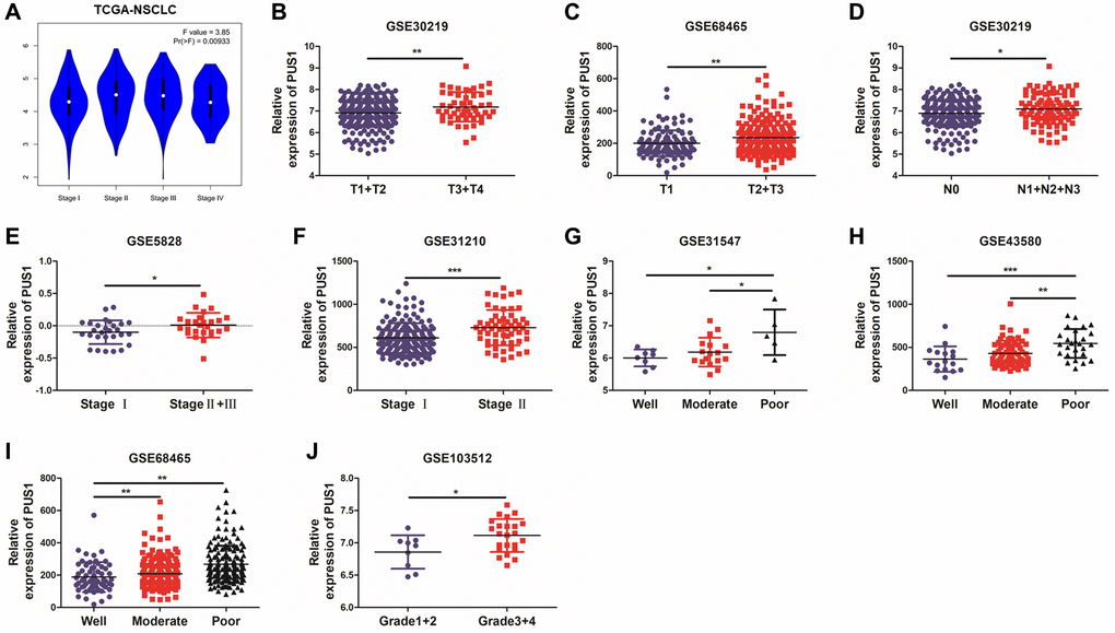 High expression of PUS1 promotes NSCLC development. (A) Based on the TCGA-LUAD and LUSC data, the expression of PUS1 was analyzed across the main pathological stages (stage I, II, III, and IV); (B, C) The correlation of PUS1 expression with different T stages in NSCLC based on the GSE30219 and GSE68465; (D) The correlation of PUS1 expression with different N stages in NSCLC is based on the GSE30219; (E, F) The correlation of PUS1 expression with different pathological stages in NSCLC is based on the GSE5852 and GSE31210; (G–J) The correlation of PUS1 expression with different differentiation in NSCLC is based on the GSE31547, GSE43580, GSE68465, and GSE103512. *P **P ***P 