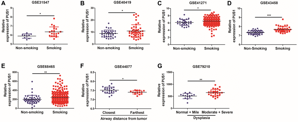 High expression of PUS1 promotes NSCLC occurrence. (A–E) The correlation of PUS1 expression and patients with smoking history in NSCLC based on the GSE31547, GSE40419, GSE41271, GSE43458, and GSE68465; (F) The correlation between PUS1 expression and the airway distance from the tumor in NSCLC was based on the GSE43580 dataset; (G) The correlation of PUS1 expression with different dysplasia in NSCLC based on the GSE79210.