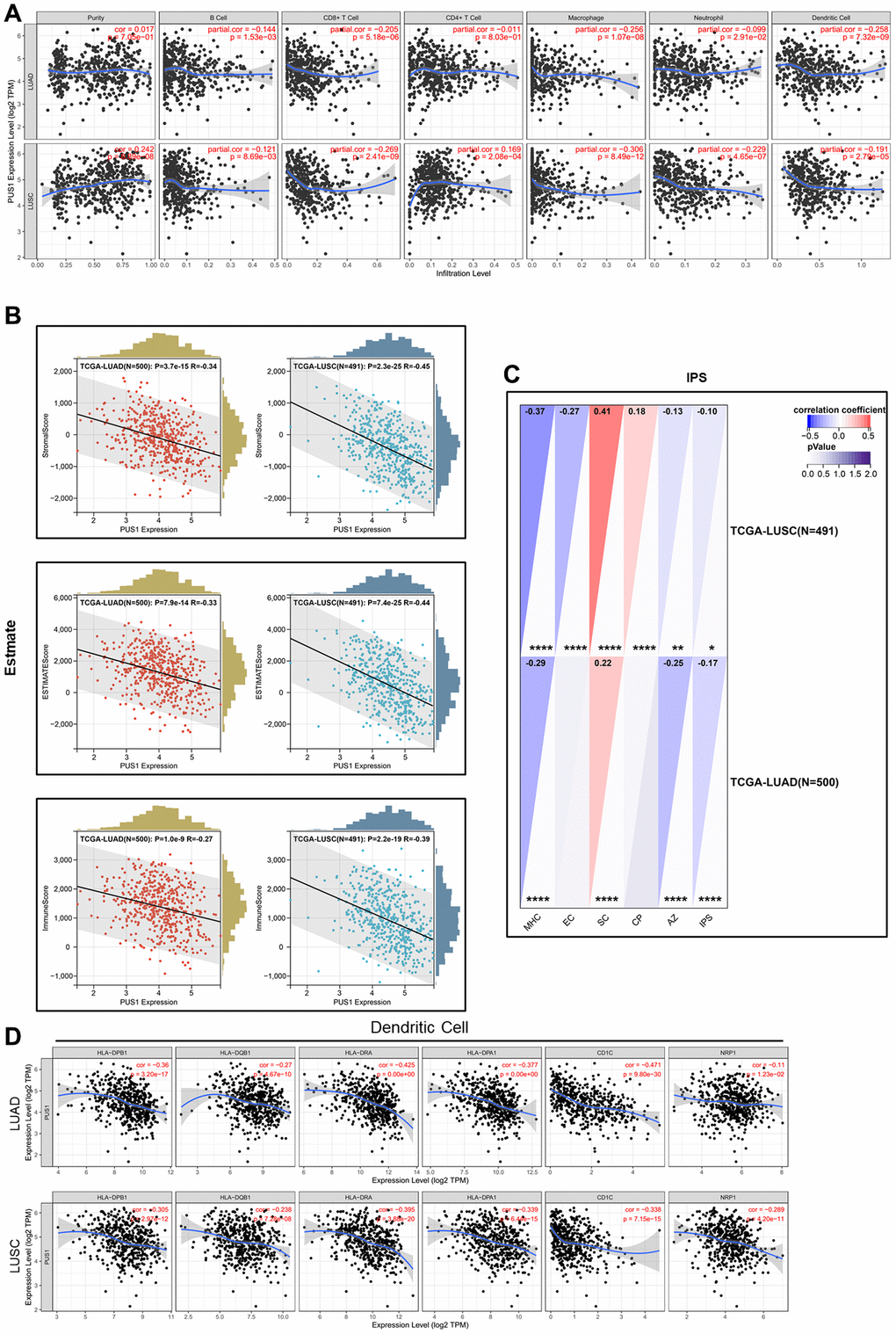 The immune characteristics of PUS1 in NSCLC. (A) Correlations of PUS1 expression with immune infiltration levels in LUAD and LUSC in TIMER; (B) Correlations of PUS1 expression with ESTIMATE score in LUAD and LUSC in ESTIMATE; (C) Correlations of PUS1 expression with IPS score in LUAD and LUSC in IPS; (D) The correlation analysis between PUS1 expression and gene markers of dendritic cell in LUAD and LUSC. *P **P ***P 