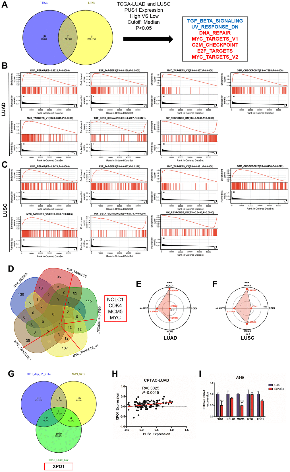 The potential downstream targets of PUS1. (A) The intersection analysis of the GSEA analysis in LUAD and LUSC between high– and low–PUS1 expression patients using hallmark gene sets; (B) GSEA analysis revealed that DNA