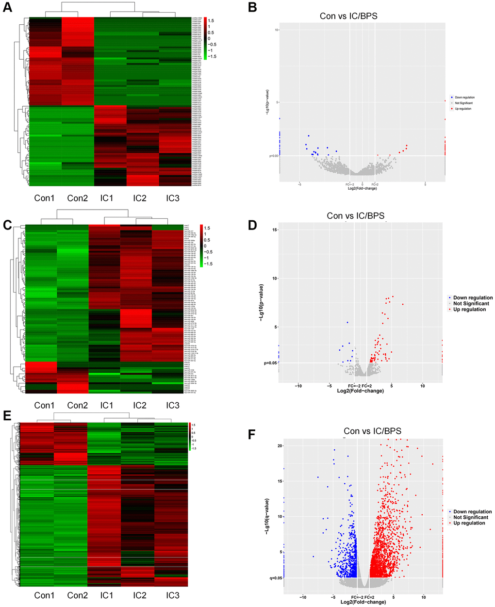 Heatmaps and volcano plots of DEcircRNAs, DEmiRNAs and DEmRNAs in IC/BPS. (A, B) Heatmaps and volcano plots of DEcircRNAs. (C, D) Heatmaps and volcano plots of DEmiRNAs. (E, F) Heatmaps and volcano plots of DEmRNAs.