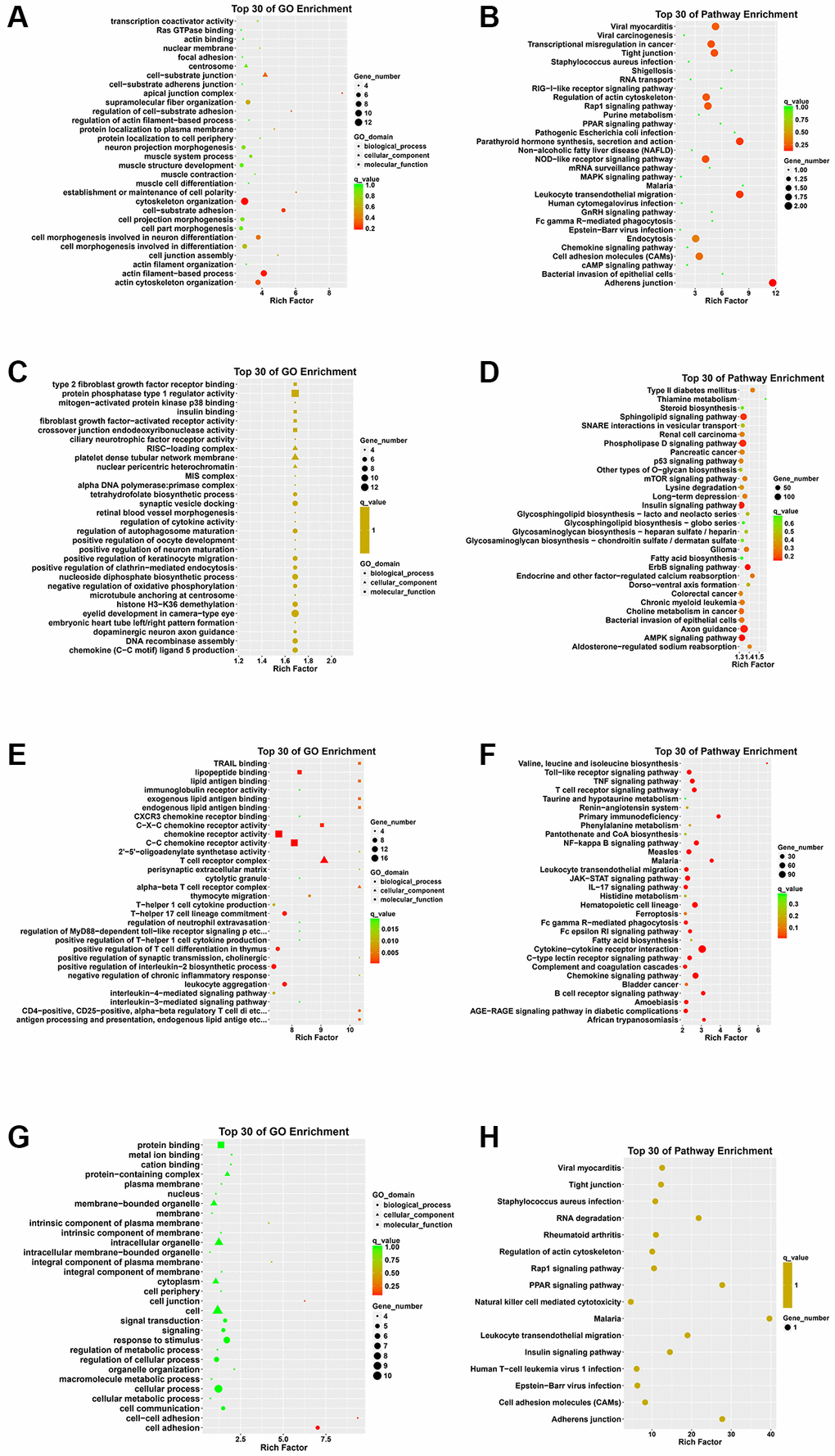 GO annotation and KEGG pathway analysis of DEcircRNA parental genes, DEmiRNA target genes, DEmRNAs, and genes that intersect DEcircRNA parental genes with DEmRNAs. (A) Top 30 enriched GO terms of the DEcircRNA parental genes. (B) Top 30 enriched KEGG pathways of the DEcircRNA parental genes. (C) Top 30 enriched GO terms of the DEmiRNA target genes. (D) Top 30 enriched KEGG pathways of the DEmiRNA target genes. (E) Top 30 enriched GO terms of the DEmRNAs. (F) Top 30 enriched KEGG pathways of the DEmRNAs. (G) Top 30 enriched GO terms of genes that intersect DEcircRNA parental genes with DEmRNAs. (H) Top 30 enriched KEGG pathways of genes that intersect DEcircRNA parental genes with DEmRNAs.