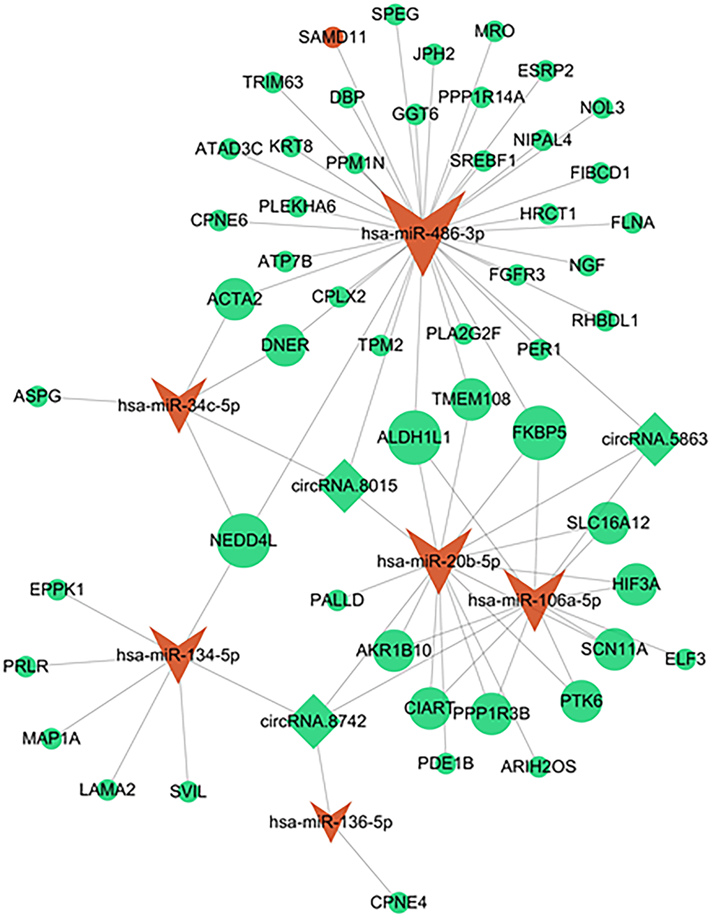 A circRNA-miRNA-mRNA network in IC/BPS. The shape of rhombus represents miRNA, V represents miRNAs, and ellipse represents mRNA. Green represents down regulation and red represents up regulation.