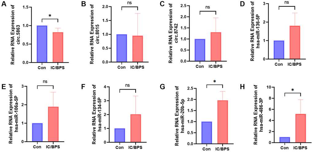 The relative RNA expression of circRNAs and miRNAs identified in the sequencing-constructed circRNA-miRNA-mRNA network was validated in the lipopolysaccharide-induced IC/BPS model. (A–H) The relative RNA expression of circ.5863, circ.8015, circ.8742, hsa-miR-136-5p, hsa-miR-106a-5p, hsa-miR-134-5p, hsa-miR-20b-5p, hsa-miR-486-3p. Results were presented as mean ± SD. *P 