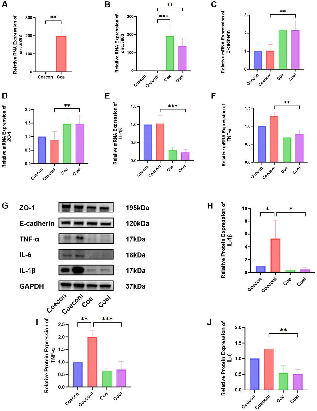 Overexpression of circ.5863 through lentiviral transfection can alleviate inflammation in IC/BPS. (A) qPCR validation of overexpression of circ.5863. (B–F) The qPCR results from relative quantitative analysis showed that overexpression of circ.5863 can restore barrier function and reduce the expression levels of IL-1β, and TNF-α. (G–J) The Western blot results and relative protein quantification analysis showed that overexpression of circ.5863 can reduce the levels of IL-1β, IL-6, and TNF-α. Results were presented as mean ± SD. *P **P ***P 