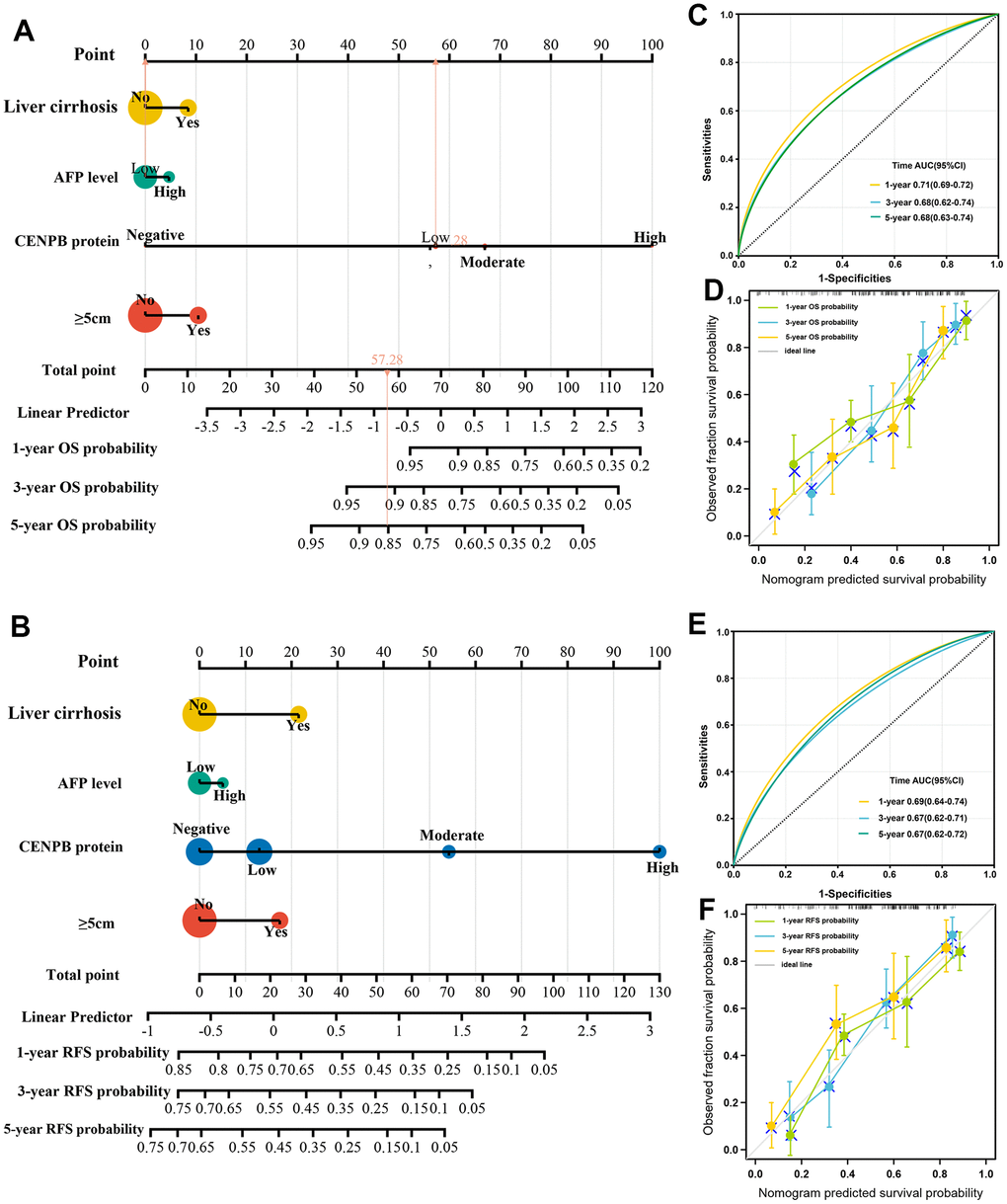 Construction and validation of predictive nomogram. (A, B) The nomograms for OS (A) and RFS (B) prediction incorporated independent risk factors that were identified through multivariate Cox regression analysis. (C, D) The AUC (C) and calibration (D) curves confirmed the precise predictive performance of the OS predicting nomogram. (E, F) The AUC (E) and calibration (F) curves confirmed the precise predictive performance of the RFS predicting nomogram.