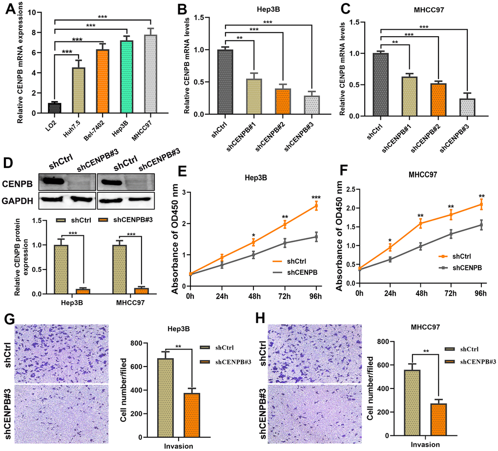 CENPB knockdown inhibited the proliferation and migration capacities of HCC cells. (A) Expression of CENPB was upregulated in HCC cell lines compared to normal liver cells. (B, C) Transfection of shCENPB resulted in a decrease in CENPB mRNA levels in Hep3B (B) and MHCC97 (C) cell lines. (D) Western blot assay confirmed the inhibitory effects of shCENPB#3 on CENPB protein expression in Hep3B and MHCC97 cells. (E, F) CCK-8 assays demonstrated that knockdown of CENPB suppressed the viability of Hep3B (E) and MHCC97 (F) cells. (G, H) Transwell assays showed representative images and quantified analysis of cell invasion in Hep3B (G) and MHCC97 (H) cells transfected with shCtrl or shCENPB#3. *P P P 