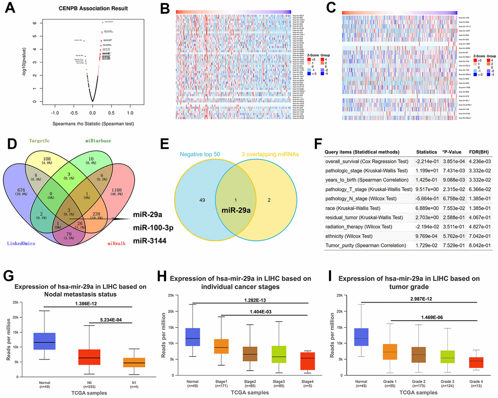 miR-29a may act as a suppressor for HCC by negatively regulating CENPB expression. (A) The volcano plot revealed positively correlated and negatively correlated miRNAs with CENPB expression in the LinkedOmics database. (B, C) Heatmaps illustrating the top 50 miRNAs showing positive (B) and negative (C) correlations with CENPB expression. (D) Three overlapping miRNAs: miR-29a, miR-100-3p, and miR-3144 were identified from the LinkedOmics, TargetScan, miRtarbase, and miRwalk databases. (E) The Venny diagram exhibited that miR-29a is overlapping in “3 Common miRNAs” and “CENPB Negatively Correlated Significant miRNAs (top 50)”. (F) Association of miR-29a expression with clinicopathologic outcomes in HCC patients in the LinkedOmics database. (G) miR-29a expression is decreased in in HCC tissue, with a further decrease observed in metastatic tissues. (H, I) A gradual decrease in miR-29a expression as the tumor stage (H) and pathological grade (I) increased.