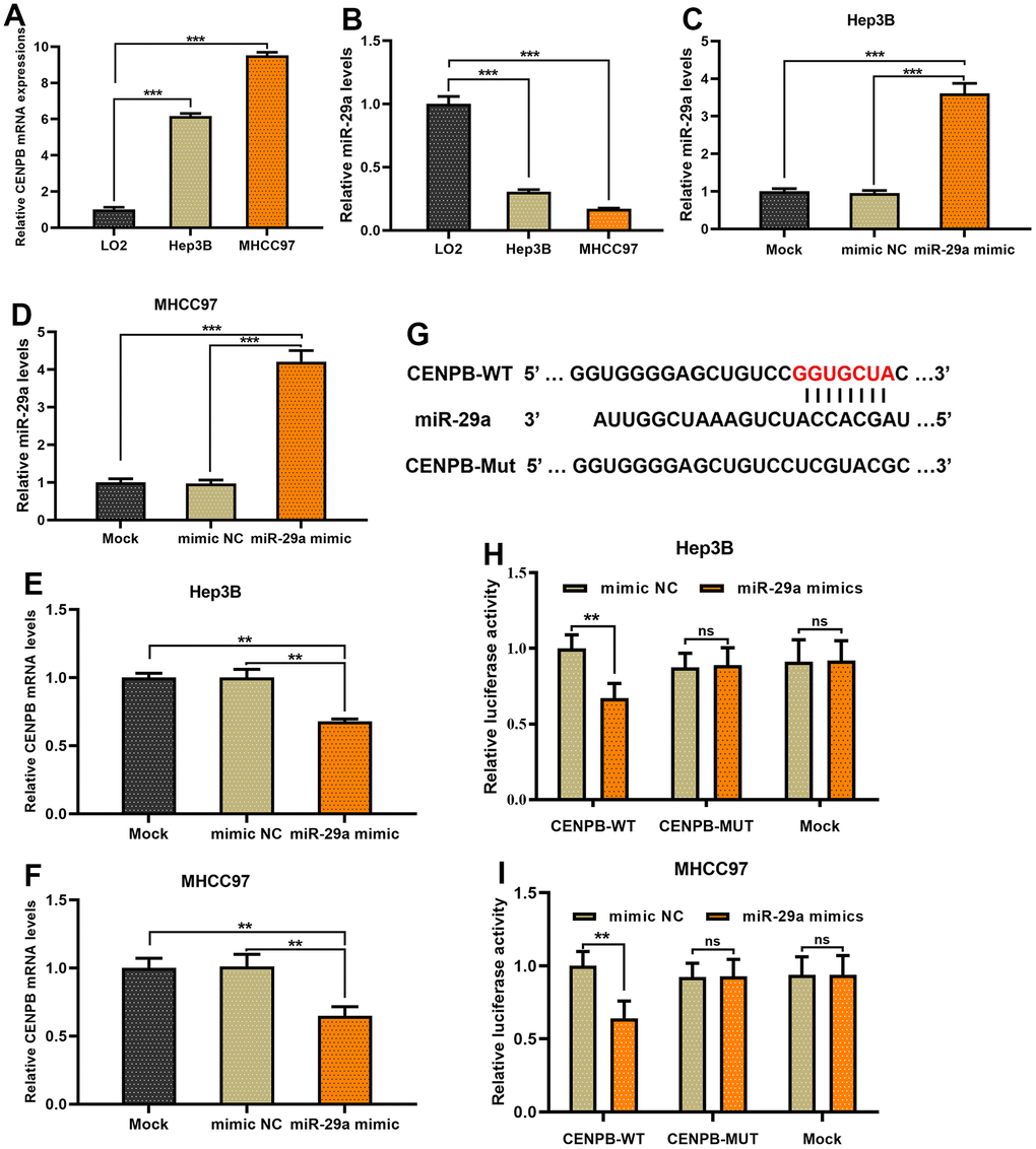 CENPB is directly negatively regulated by miR-29a in HCC cells. (A, B) The expression of CENPB increased gradually in LO2, Hep3B, and MHCC97 cell lines (A), whereas miR-29a expression decreased (B). (C, D) miR-29a mimics were transfected into Hep3B (C) and MHCC97 (D) cell lines, and the successful transfection was confirmed through qPCR assays. (E, F) The transfection of miR-29a mimics resulted in a reduction of CENPB expression in both Hep3B (E) and MHCC97 (F) cell lines. (G) The 3’UTR of CENPB was identified as the binding site for the 5’UTR of miR-29a. (H, I) A dual-luciferase gene reporter assay revealed the transfection of miR-29a mimics led to a decrease in luciferase activity in CENPB-WT Hep3B (H) and MHCC97 (I) cells.