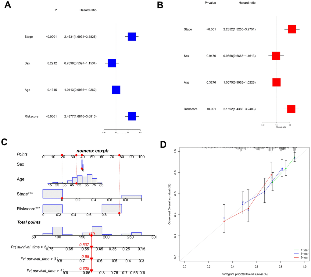 Establishment of a predictive nomogram. (A) Univariate Cox regression analysis of risk scores and clinical characteristics in HCC samples. (B) Multivariate Cox regression analysis of risk scores and clinical characteristics in HCC samples. (C) Nomogram used to predict the survival of the HCC patients. (D) Calibration curve for 1-, 3-, and 5-year overall survival.