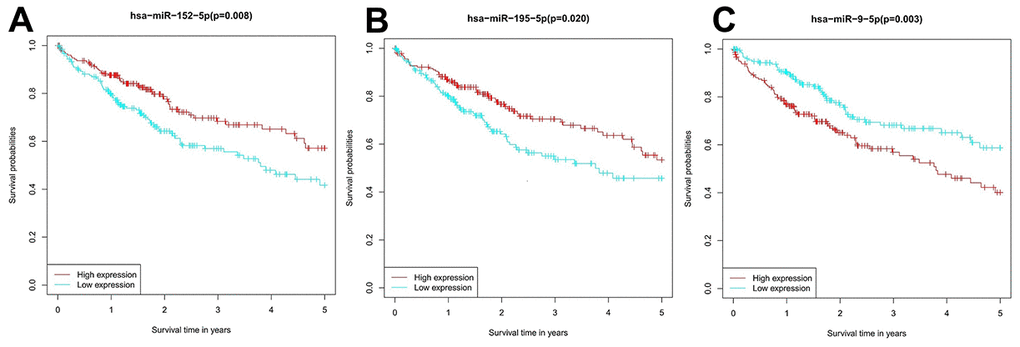 Survival analysis of the prognostic value of the miRNA candidates in HCC patients. (A) hsa-miR-195-5p, (B) hsa-miR-152-5p, and (C) hsa-miR-9-5p.