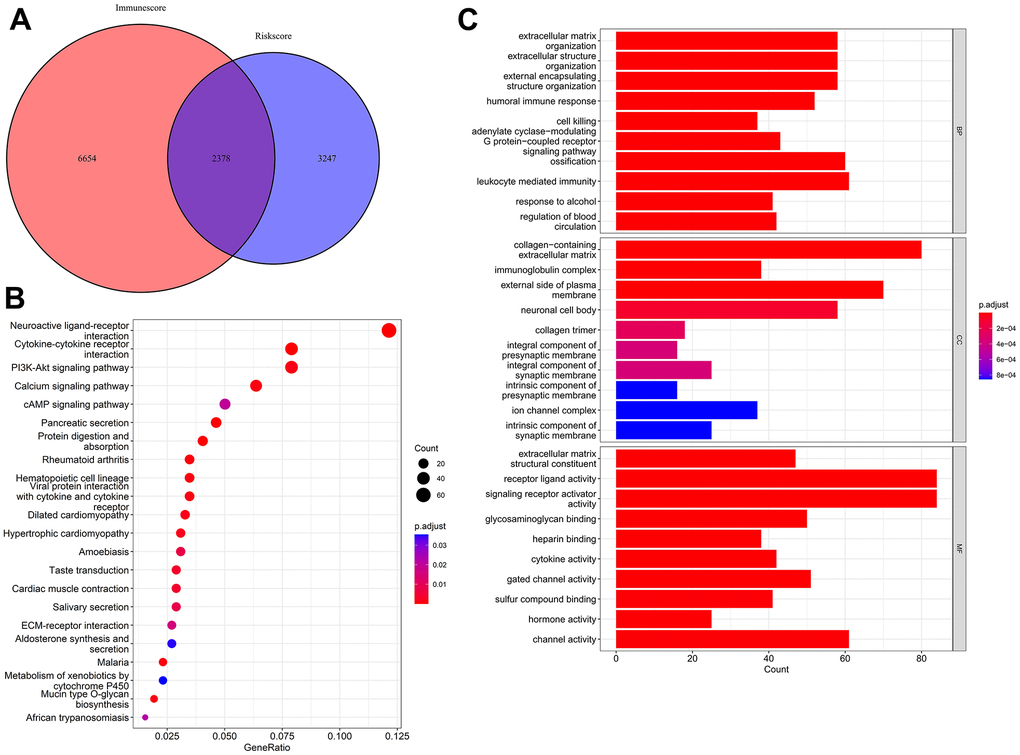 Identification and functional enrichment analysis of coDEGs. (A) A total of 2,378 coDEGs were obtained by finding the intersections. (B) KEGG enrichment analysis shown in dot plots. (C) GO enrichment analysis shown in bar plots.