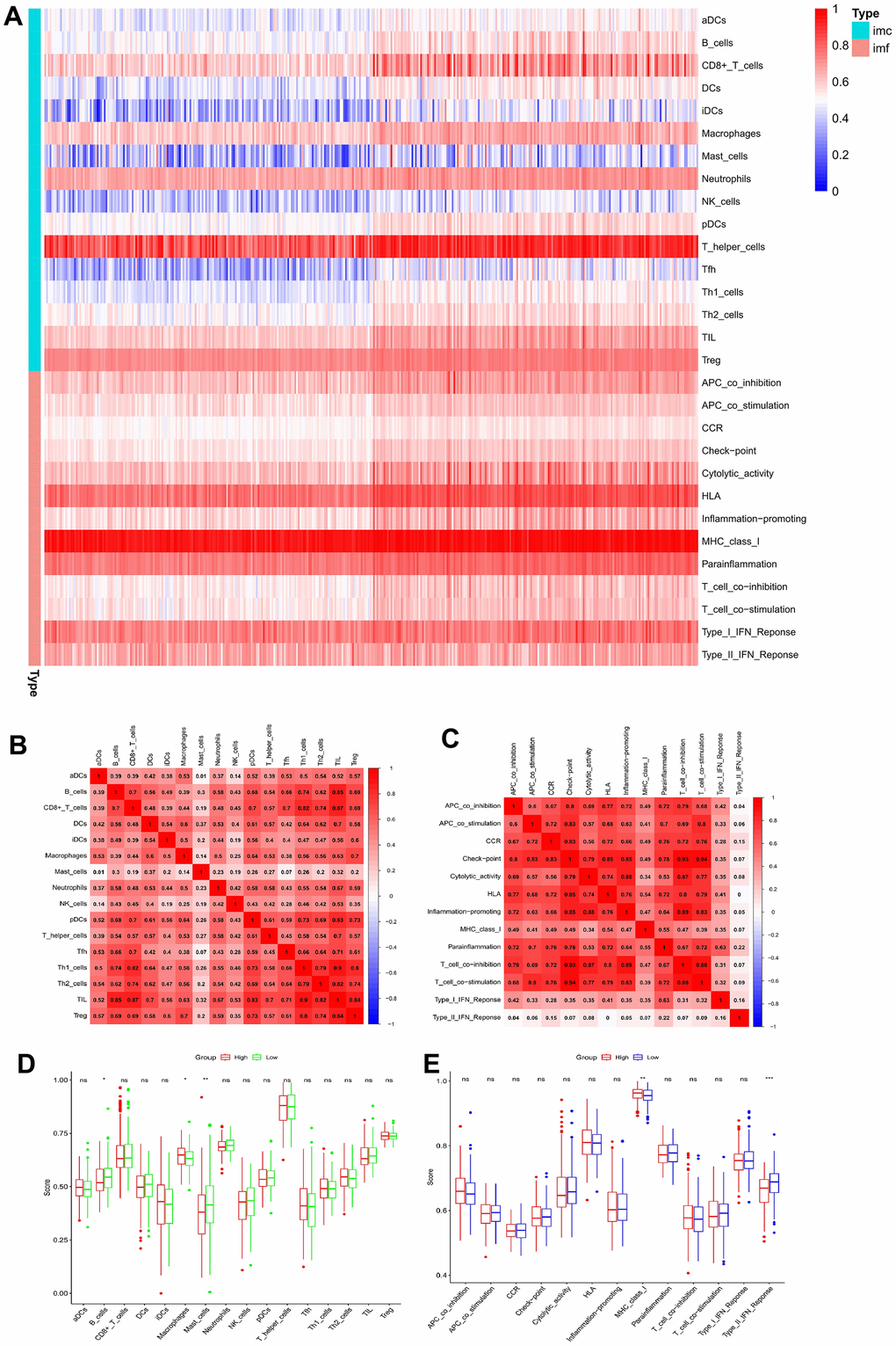 Correlation analysis between ssGSEA scores and immune cells or immune functions. (A) Heatmap of immune infiltration based on ssGSEA. Immune cells and immune functions are represented by imc and imf, respectively. (B) Correlation analysis of various immune cells. (C) Correlation analysis of various immune functions. (D) Box plots for comparing the ssGSEA scores of various immune cells in the high-risk and low-risk groups. (E) Box plots for comparing the ssGSEA scores of various immune functions in the high-risk and low-risk groups (*p 