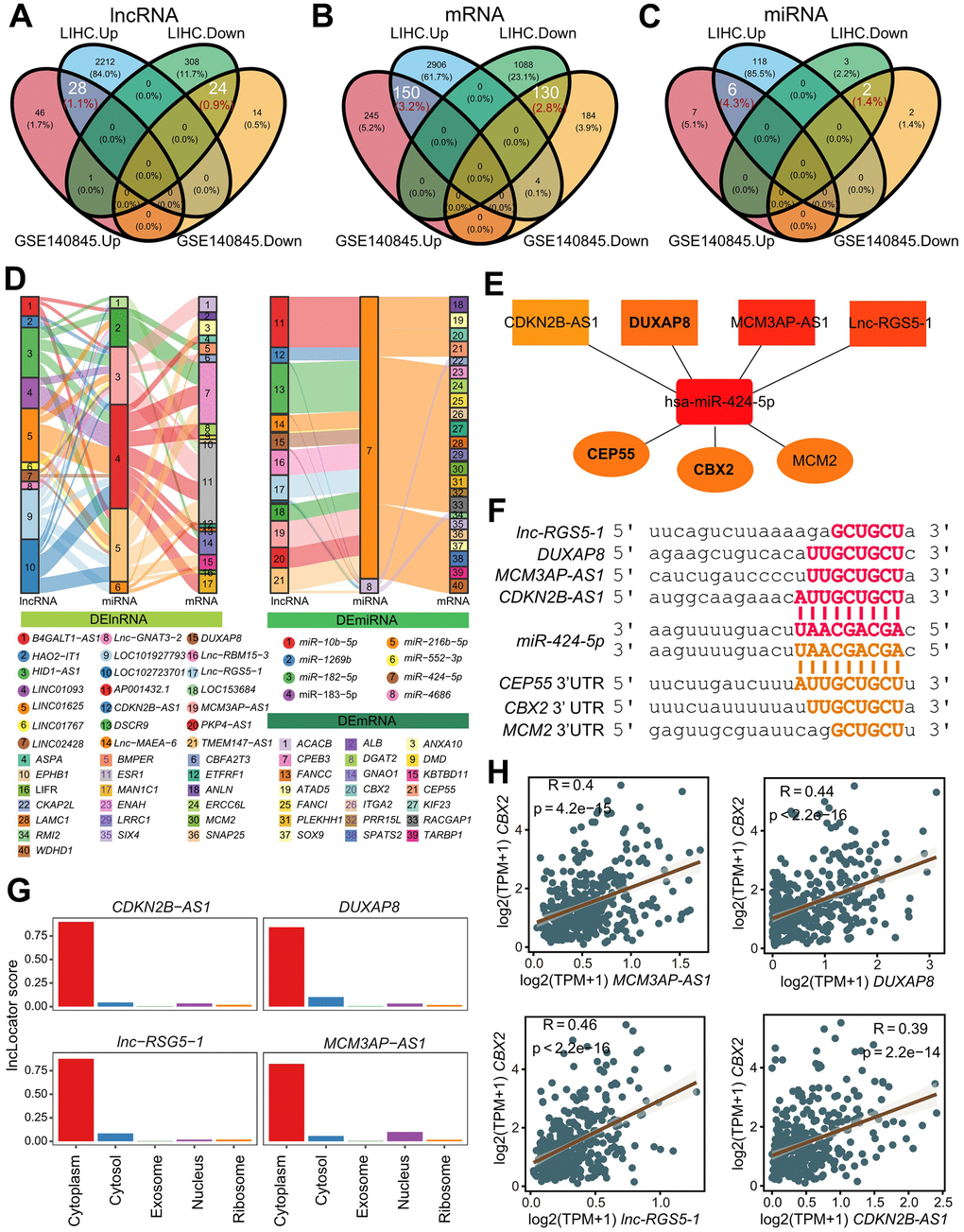 Identification and validation of refined hubs in triple regulatory networks. (A–C) The overlapping differential expressed genes including lncRNAs (A), miRNAs (B) and mRNAs (C) identified by DESeq2 (FDR:0.01, log2FC:1) with TCGA-LIHC and GSE140845. (D) The Sankey plot indicates the triple regulatory network based on the strategies. The thickness of lines do not make sense. (E) Strategy-one hub of refined triple regulatory networks determined by a Cytoscape plug-in CytoHubba. (F) The base pairing diagram of binding sites for the strategy-one triple regulatory network predicted by miRanda. (G) The predicted cellular localization for 4 lncRNAs in the strategy-one hub using lncLocator. (H) The Pearson’s correlation between CBX2 and 4 lncRNAs in the strategy-one hub.