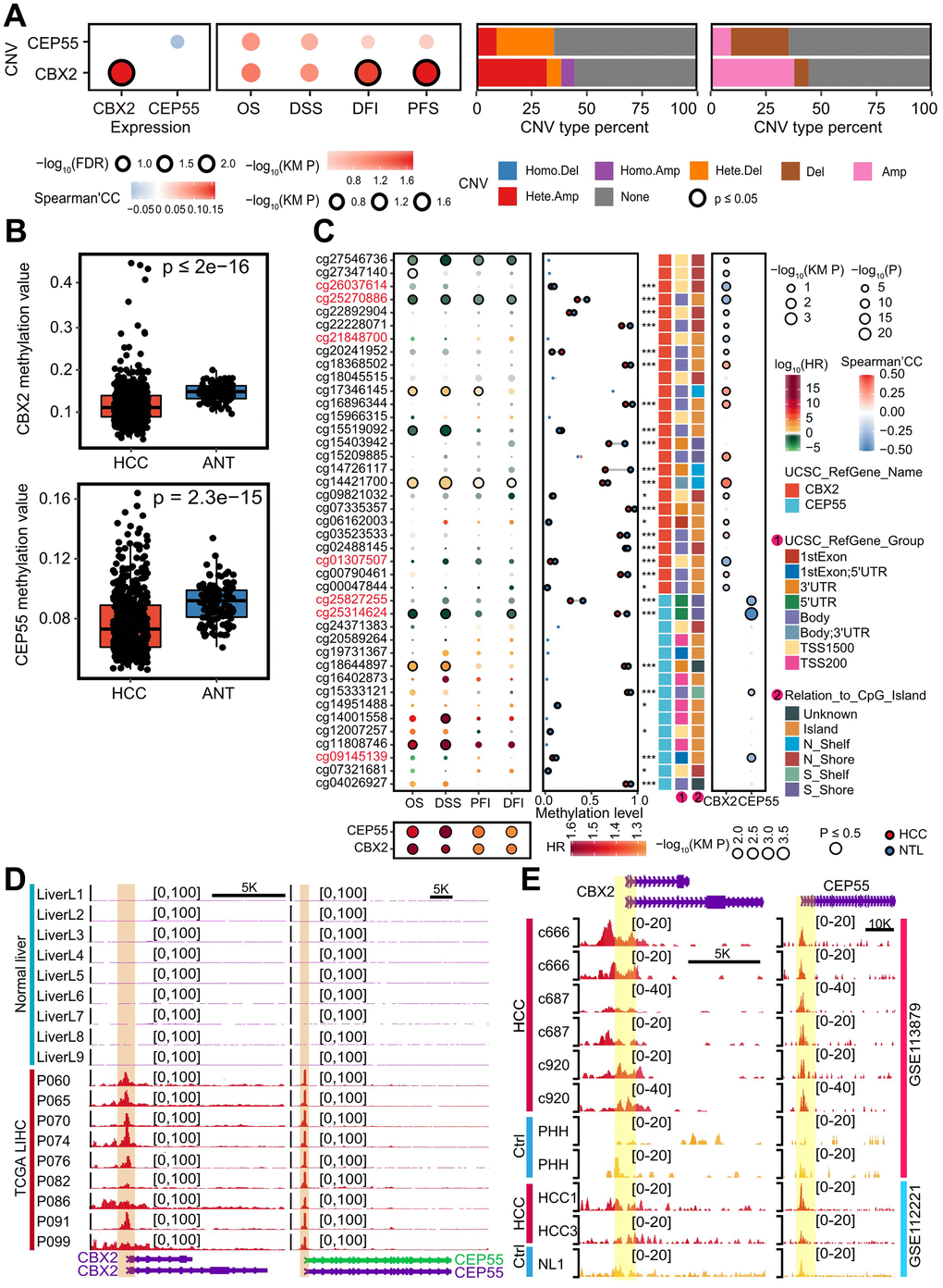 Genomic and epigenomic alternations enhanced CBX2 and CEP55 expressions. (A) From left to right, the figures were the Spearman’s correlation of CNV and the corresponding expression, the impact of CNV on patients’ survival time, and the percent of CBX2 and CEP55 CNV type detailly and broadly. KM P indicated the P-value computed with log-rank test. (B) Methylation level of CBX2 and CEP55 in HCC and adjacent tissues. P-value was performed using Wilcox rank sum test. (C) From left to right, the figures were the effects of methylation sites on CBX2 and CEP55 on patients’ survival, the mean methylation level of CBX2 and CEP55 in HCC and adjacent tissues, and the Spearman’s correlation between methylation level of methylation sites and expression level. The P-value reflecting differential methylation sites was derived from the Wilcox rank sum test. KM P indicated the P-value computed with log-rank test and the median of methylation level or expression level was utilized to classify the high and low group. (D) Chromatin accessibility signals on CBX2 and CEP55 in normal livers and HCC. (E) H3K4me3 signals on CBX2 and CEP55 in normal livers and HCC. HR, hazard ratio. *, P ≤ 0.05; **, P ≤ 0.01; ***, P ≤ 0.001; OS, Overall Survival; DSS, Disease Specific Survival; DFI, Disease Free Interval; PFI, Progression Free Interval.