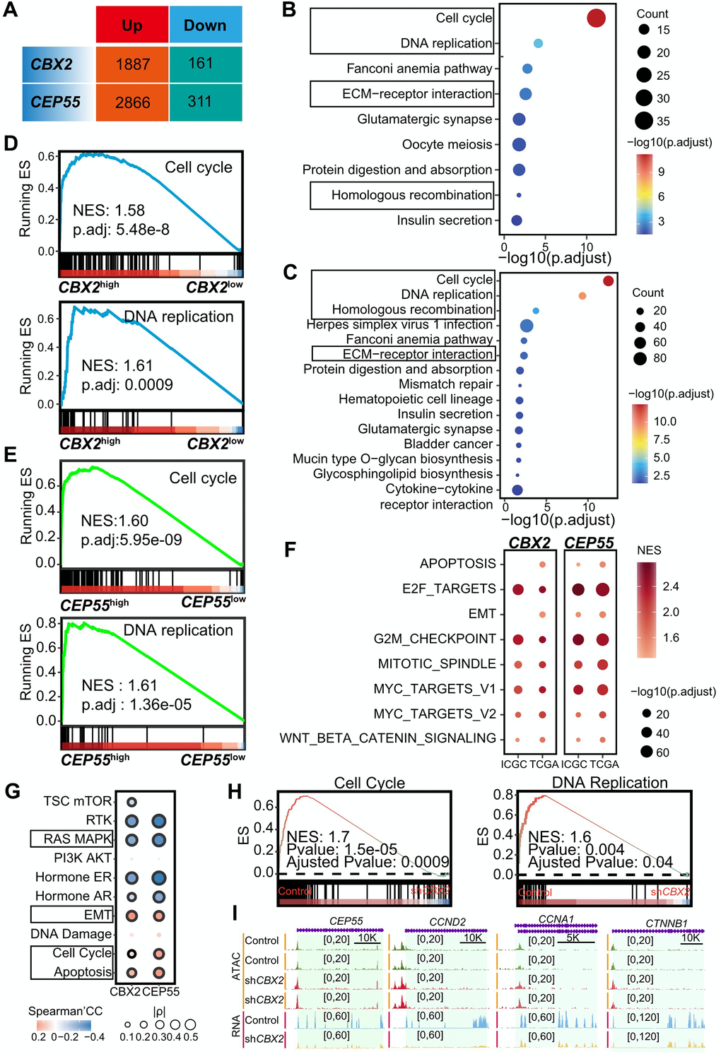 CBX2 and CEP55 affected the cell cycle. (A) Summary of differential expressed genes identified using DESeq2 in CBX2-stratified and CEP55-stratified tumors. The genes in Up indicated the higher expression in CBX2high or CEP55high tumors whereas conversely for those in Down. (B, C) Enriched KEGG in 1887 CBX2-related up-regulated genes (B) and 2866 CEP55-related up-regulated genes (C) in stratified tumors. (D, E) GSEA analysis of CBX2-related (D) and CEP55-related (E) KEGG pathway. (F) GSEA analysis of CBX2-related and CEP55-related cancer hallmarks. (G) The Spearman’s correlation between pathway activity score and CBX2/CEP55 expression. (H) GSEA analysis of CBX2 knockdown -related KEGG pathways. (I) RNA and ATAC tracks of cell cycle-related genes in shCBX2 and WT group.