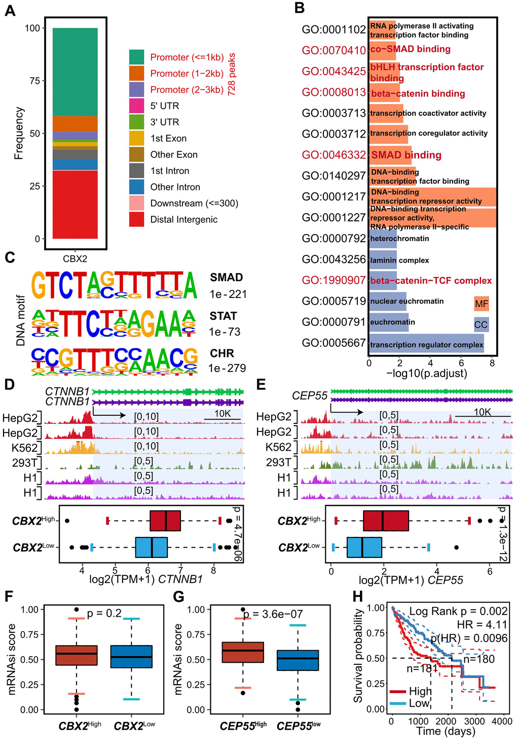 CBX2 regulated CEP55 and CTNNB1 directly. (A) Summary of genomic distribution of CBX2 peaks. (B) Enriched GO terms in genes associated with gene promoter CBX2 peaks. (C) DNA motifs enriched within genes associated with gene promoter CBX2 peaks determined by HOMER motif analysis. (D, E) Tracks of CBX2 peaks on CEP55 (D) loci and CTNNB1 (E) loci and the corresponding expression between CBX2-statified tumors. Statistical significance was calculated using the two-sided Wilcoxon test. (F, G) mRNAsi distribution between CBX2-stratified (F) and CEP55-stratified (G) tumors. Statistical significance was calculated using the two-sided Wilcoxon test. (H) Kaplan-Meier plots of mRNAsi. The high and low group was classified with the median of risk score. P-value was computed with log-rank test.
