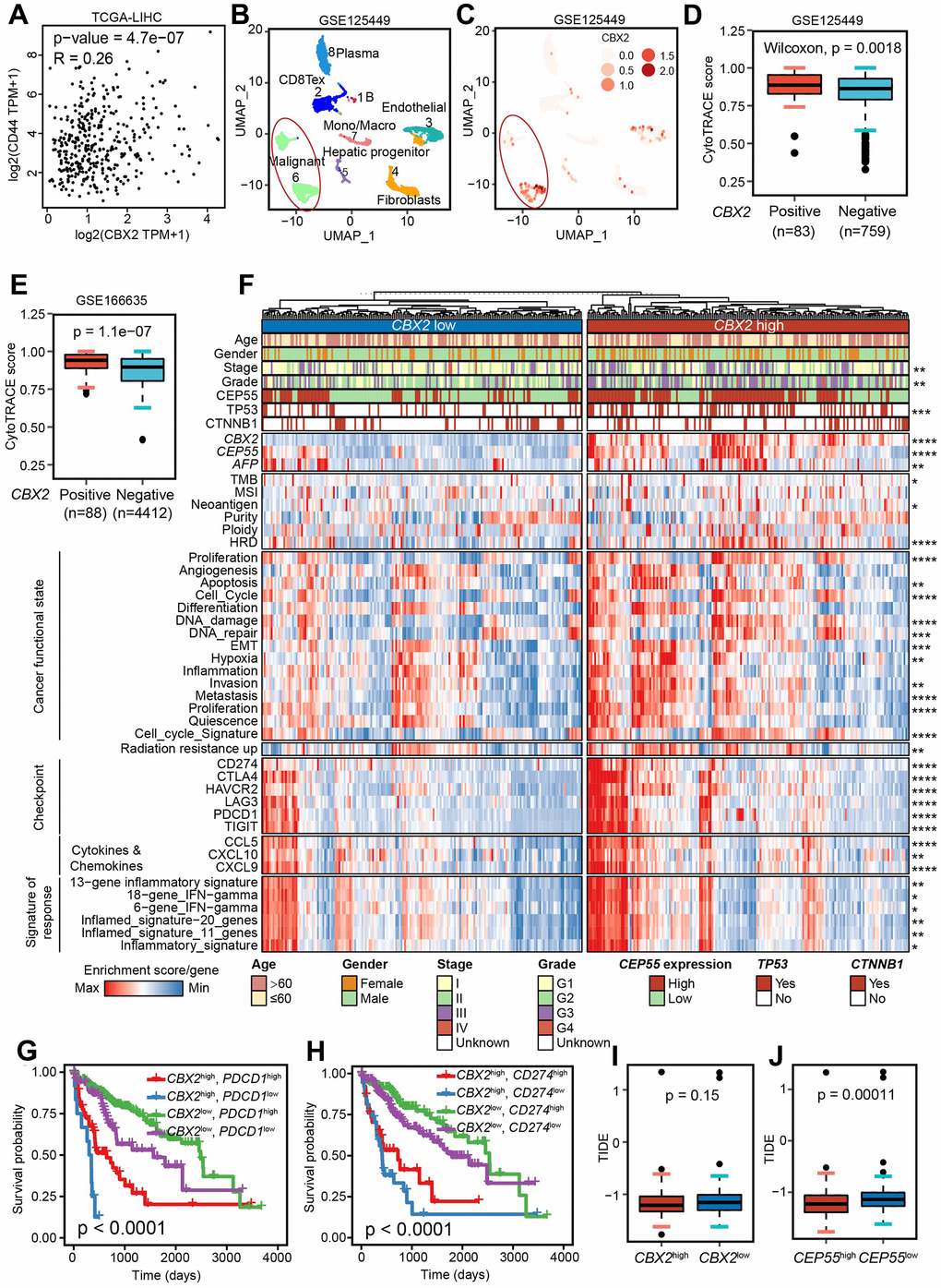 CBX2 shaped diverse functional states and enhanced immunotherapy response. (A) The Pearson correlation between CBX2 and CD44 in TCGA-LICH dataset. (B, C) UMAP showing the cell clusters (B) and distribution of CBX2 (C) in GSE125449. (D, E) Distribution of CytoTRACE score between CBX2-positive and –negative malignant cells from GSE125449 (D) and GSE166635 (E). P-value was calculated using the two-sided Wilcoxon test. (F) Heatmap representation of the main functional states, immunotherapy response predictors, representative molecular and immune characteristics in CBX2high tumors and CBX2low tumors. (G, H) Kaplan-Meier plots of CBX2 combined with PDCD1 (G) and CD274 (H). P-value was computed with log-rank test. (I, J) Distribution of predicted TIDE score between CBX2-stratified (I) and CEP55-stratified (J) tumors. P-value was calculated using the two-sided Wilcoxon test.