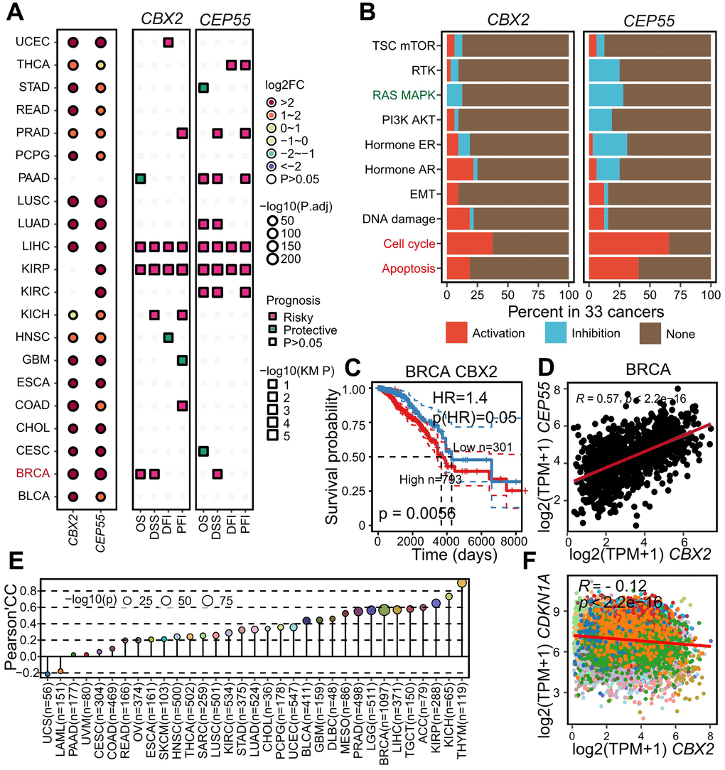 Aberrantly expressed CBX2 and CEP55 as drug targets as pan-cancer level. (A) Summary of CBX2 and CEP55 expression pattern differences and their impact on tumor patient survival time (OS, DSS, DFI, PFI) across 21 cancers. Prognosis was inferred with hazard ratio, “risky” indicated HR > 1 whereas “protective” suggested HR B) Summary of pathway activation or inhibition by CBX2 and CEP55 across 33 cancers. “Activation” represented significantly positive Spearman’s correlation conversely “Inhibition” indicated the significantly negative. (C) Kaplan-Meier plots of CBX2 expression in BRCA. High and Low groups were determined by the CBX2 expression cutoff computed by surv