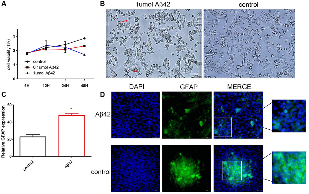 Aβ42 promotes astrocyte proliferation. (A) CCK-8 assayed the cell proliferation ability of the control cells, 0.1 μmol Aβ42, or 1 μmol Aβ42-treated cells. (B) The effect of Aβ42 on astrocyte morphology was observed by scanning electron microscopy. (C) Real-time quantitative PCR was used to detect the relative expression of GFAP in the astrocytes treated with 1 μmol Aβ42. *p D) Detection of the GFAP expression in astrocytes by immunofluorescence.
