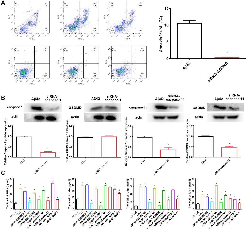 siRNA-GSDMD inhibits astrocyte pyroptosis. (A) After the knockdown of GSDMD, astrocytes were stimulated with the 1 μmol Aβ42 for 48 h. All cells were harvested for PI staining, and flow cytometry analysis. *p B) The protein expression of GSDMD in the Aβ42 and siRNA-caspase 1/11 groups was detected by western blotting. (C) Concentrations of TNF-α, IL-1α, IL-1β and IL-18 were measured by enzyme-linked immunosorbent assay. *p #p 