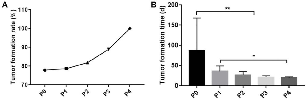 Tumor formation rate and time of TSCC PDX model. (A) The tumor formation rate of the P1-P4 generation PDX models. (B) The tumor formation time of the P1-P4 generation PDX models. **p 